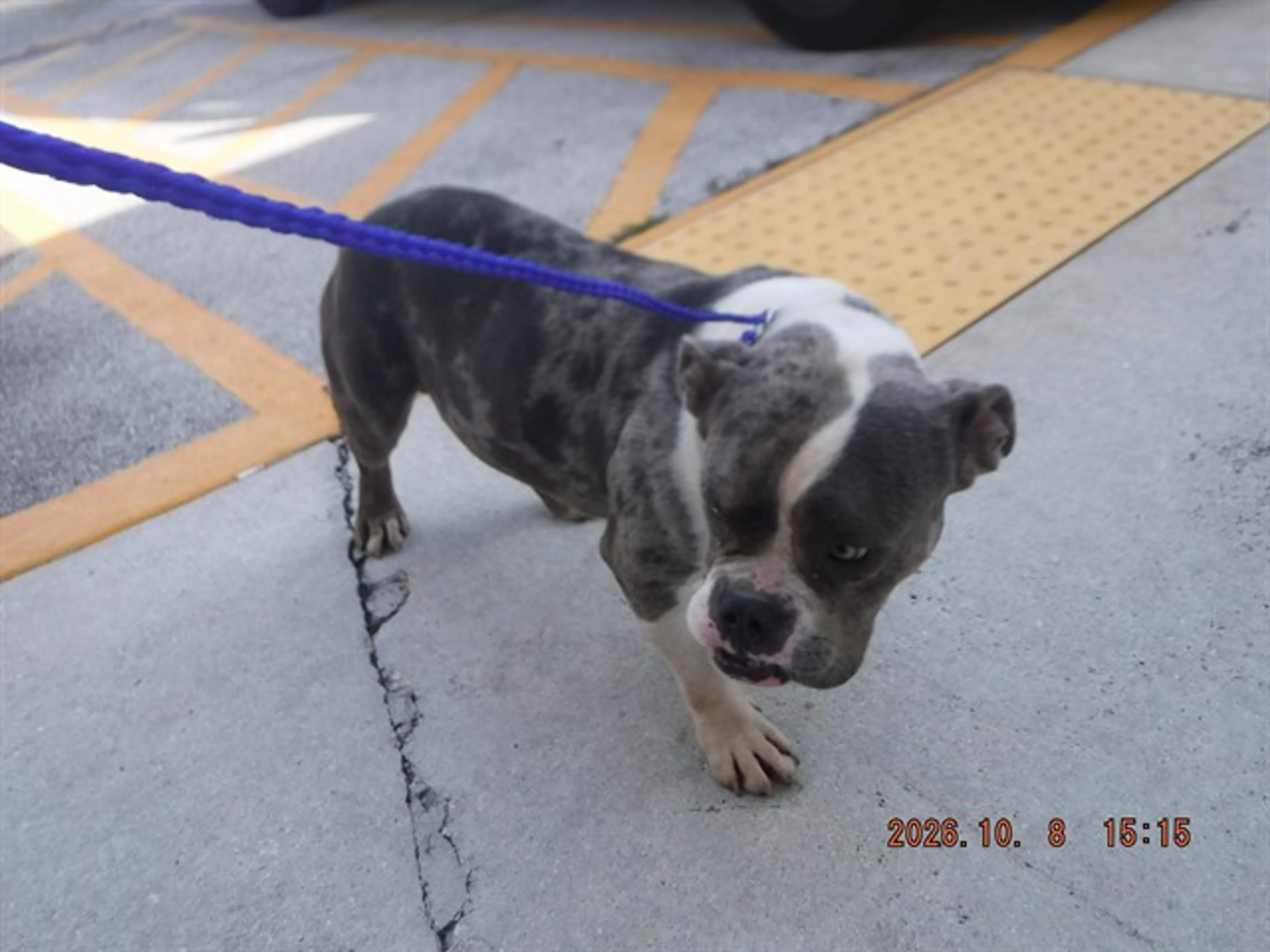 cdn image