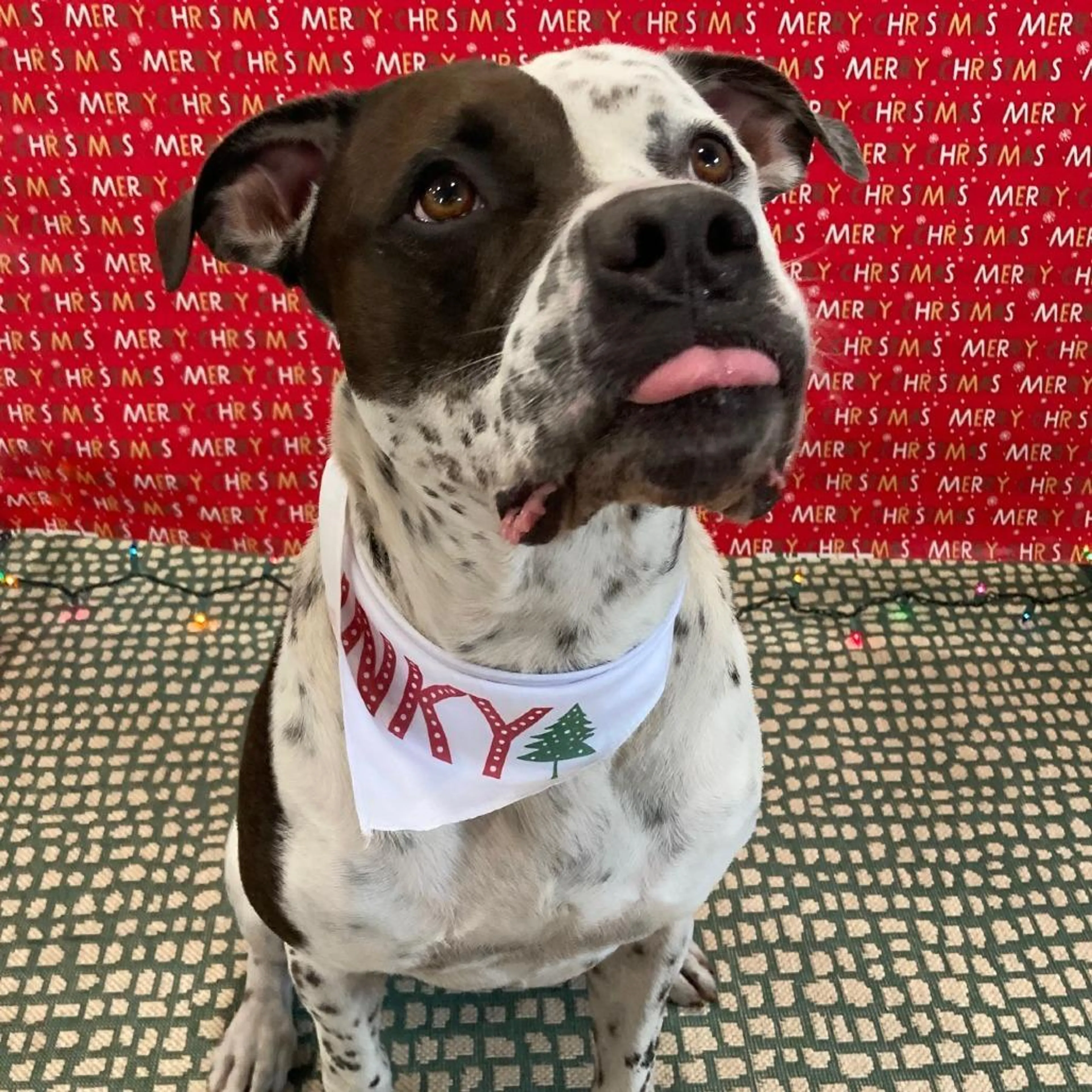 cdn image