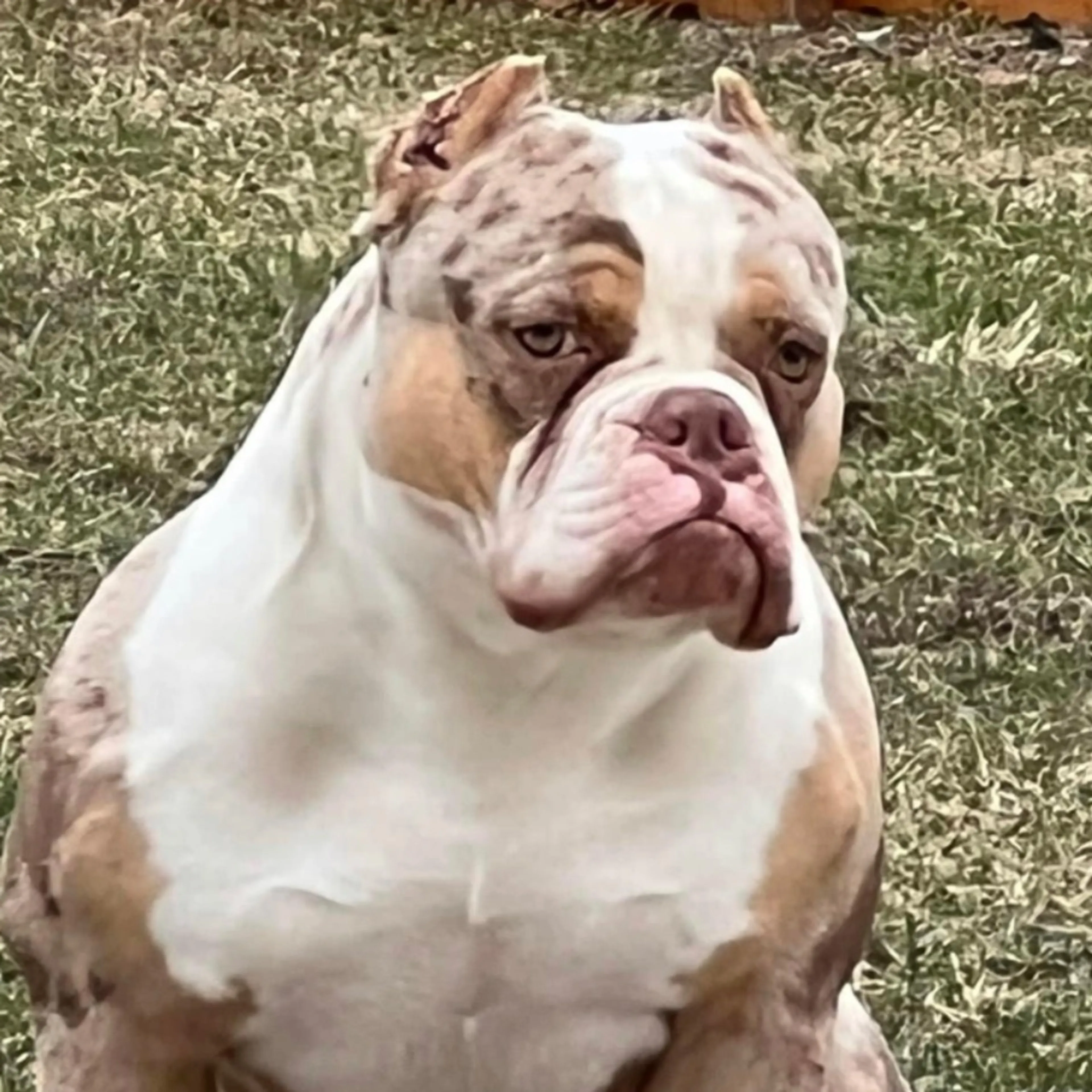 cdn image
