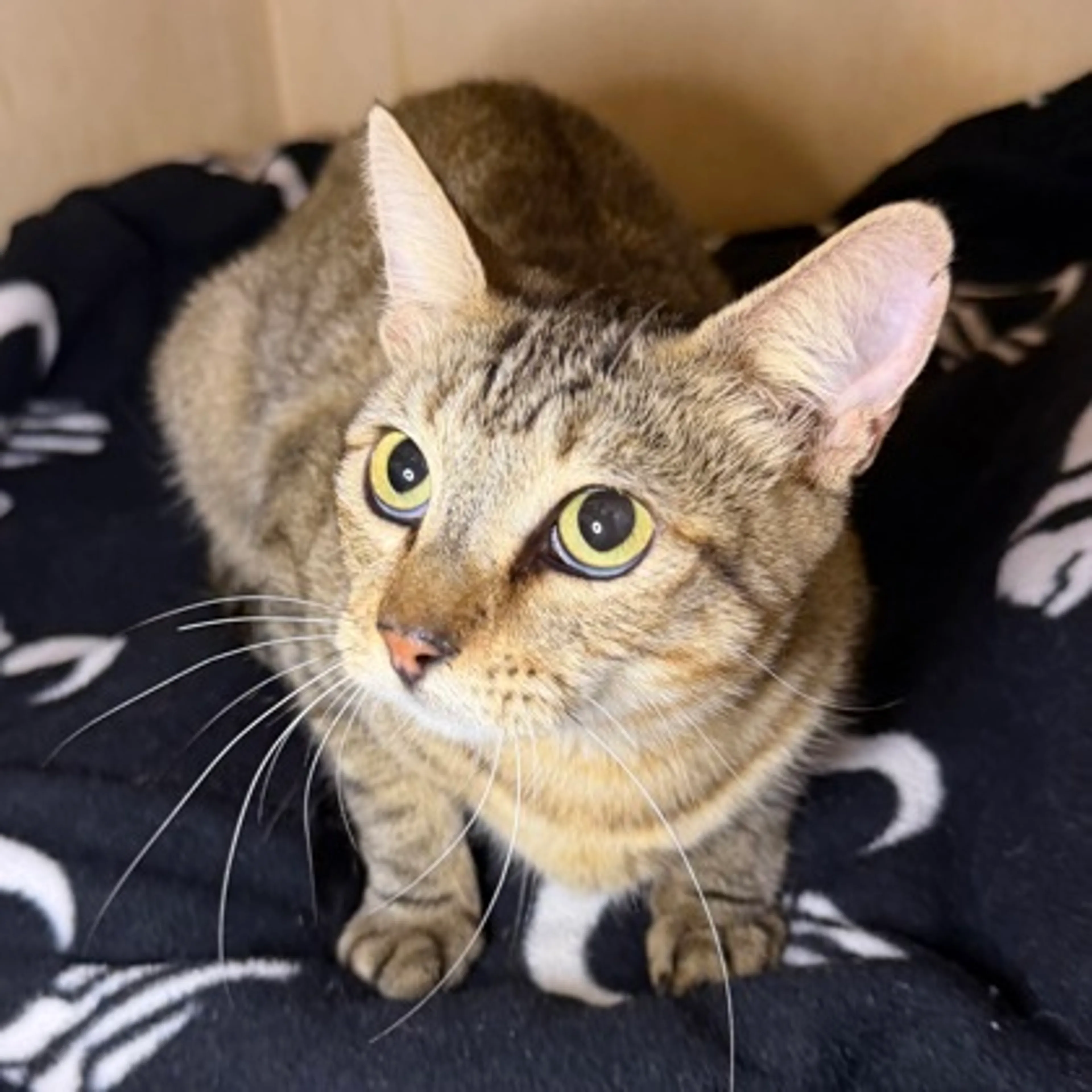 cdn image
