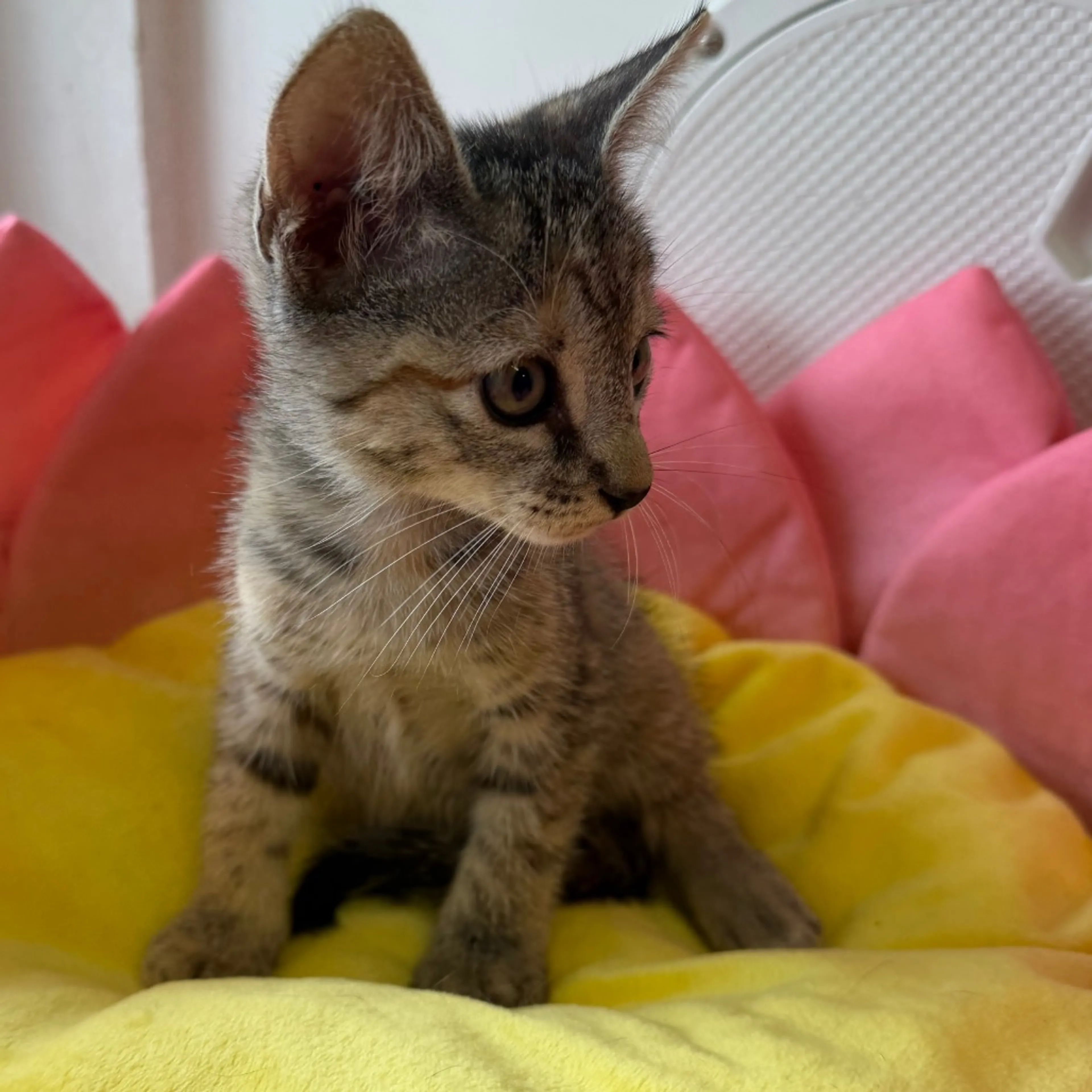 cdn image