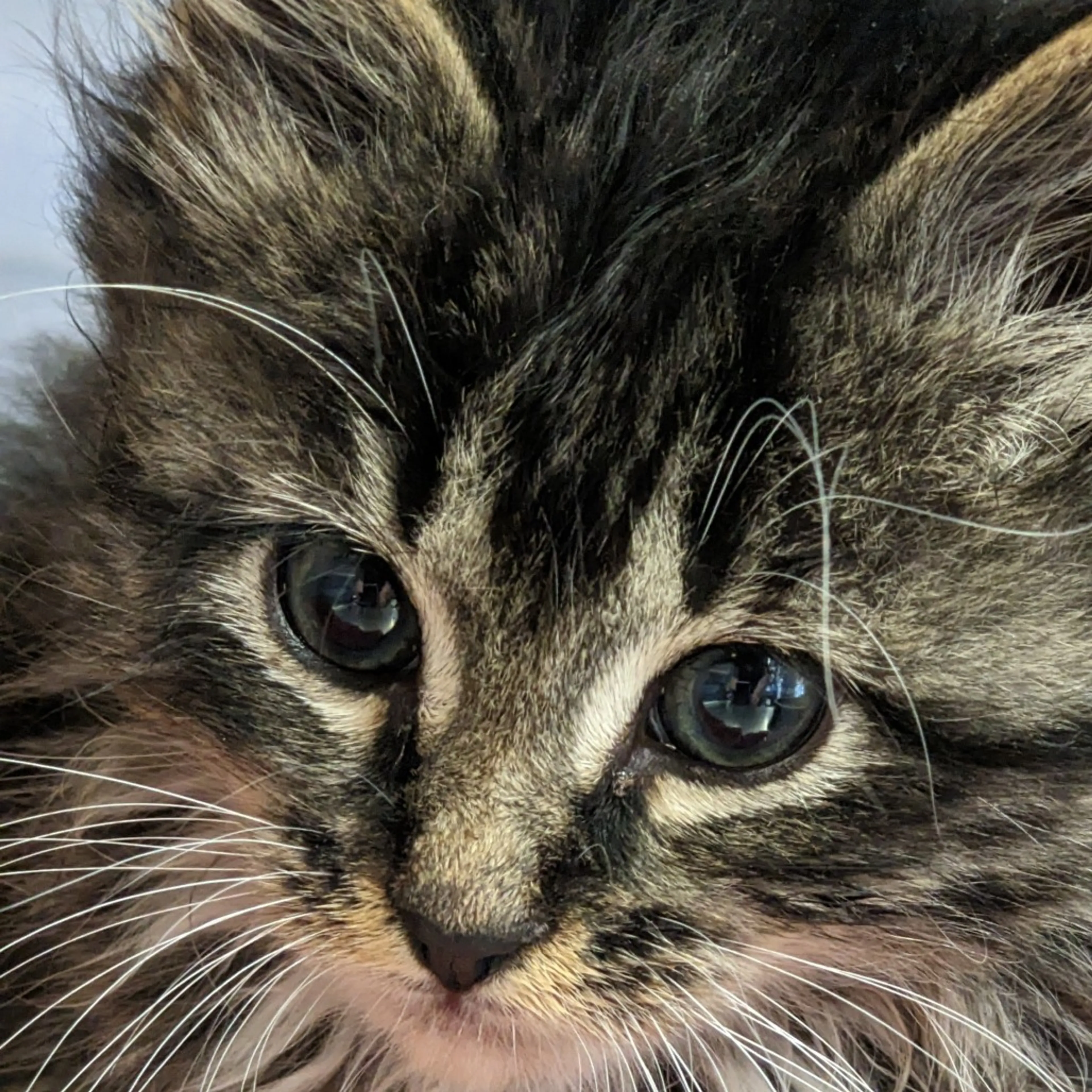 cdn image