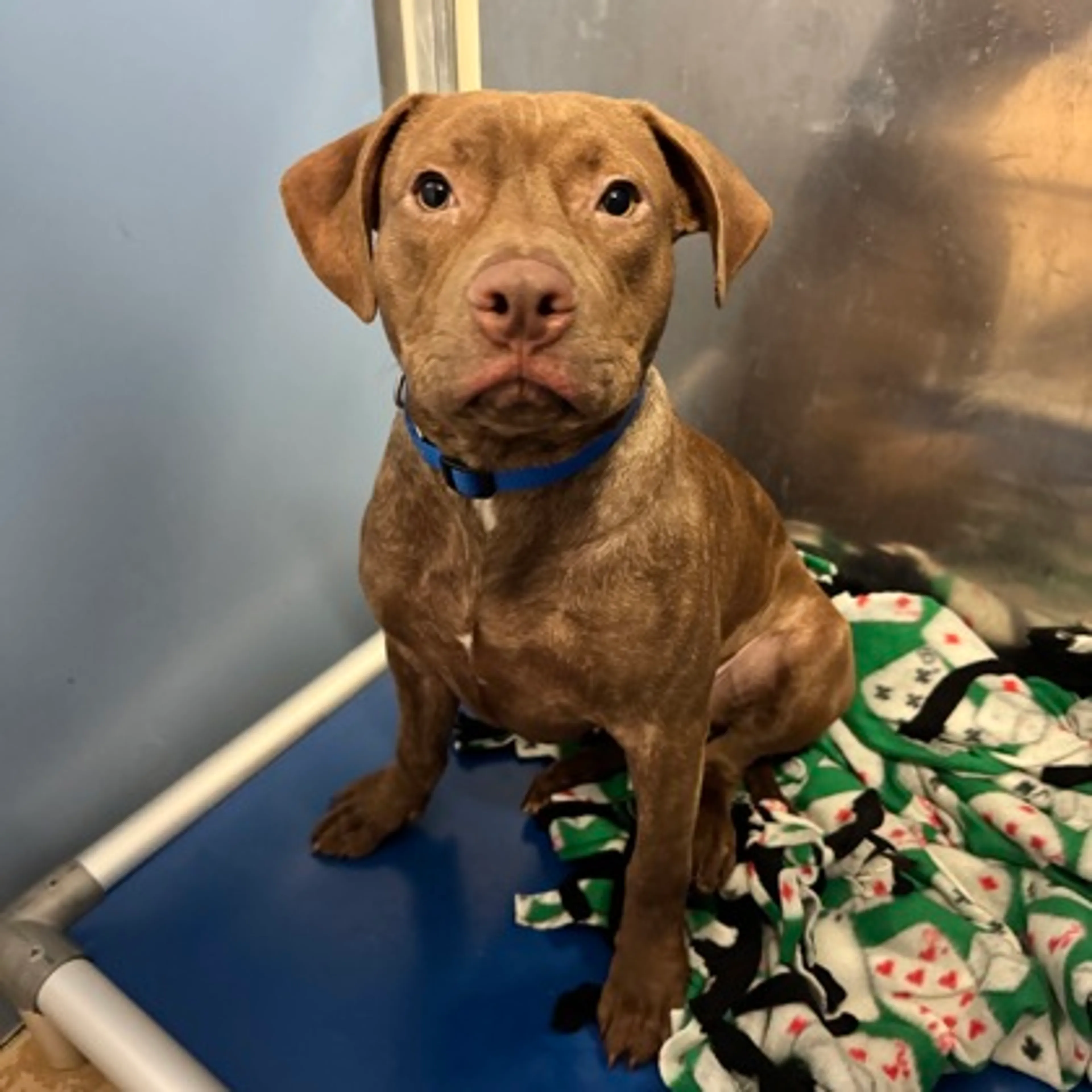 cdn image
