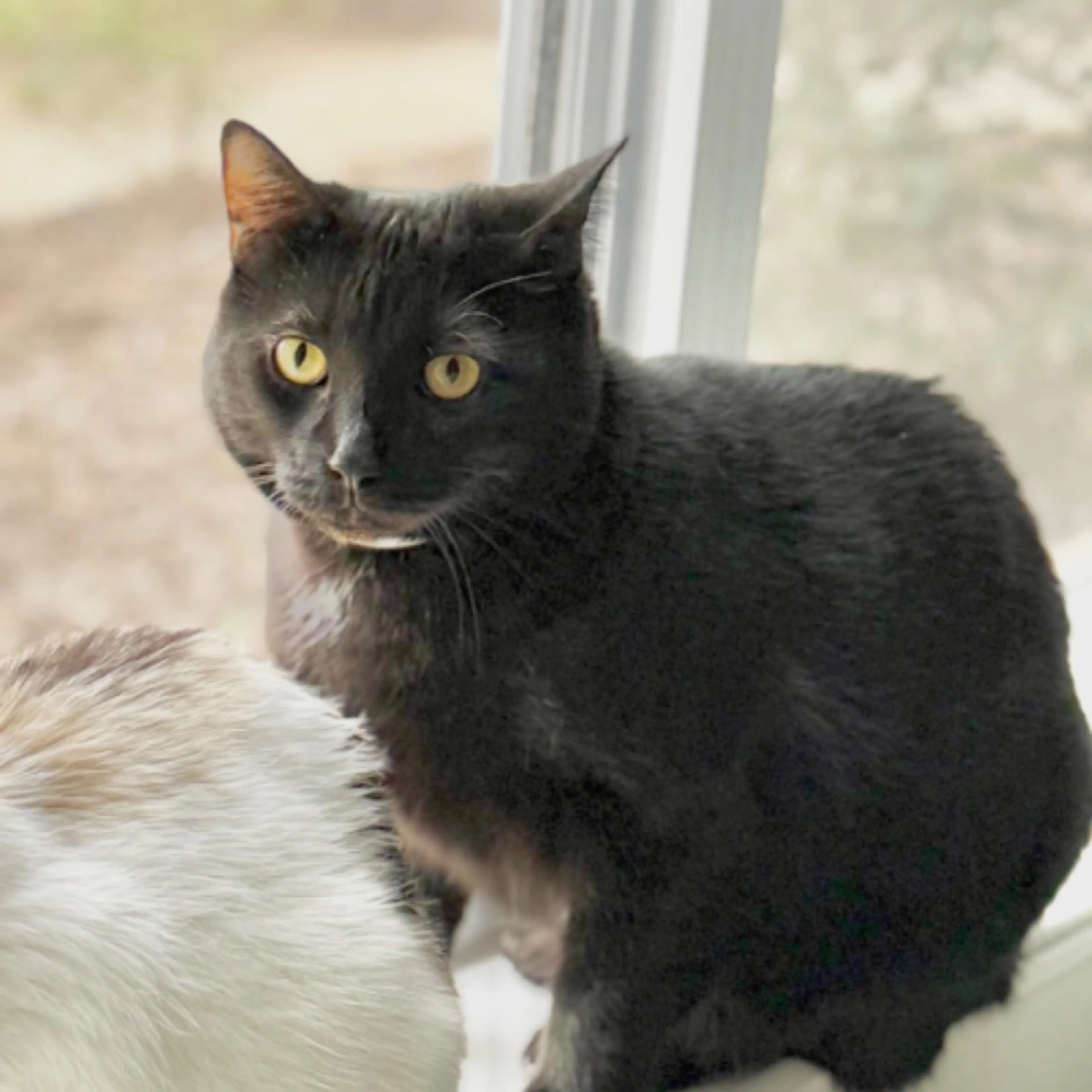 cdn image