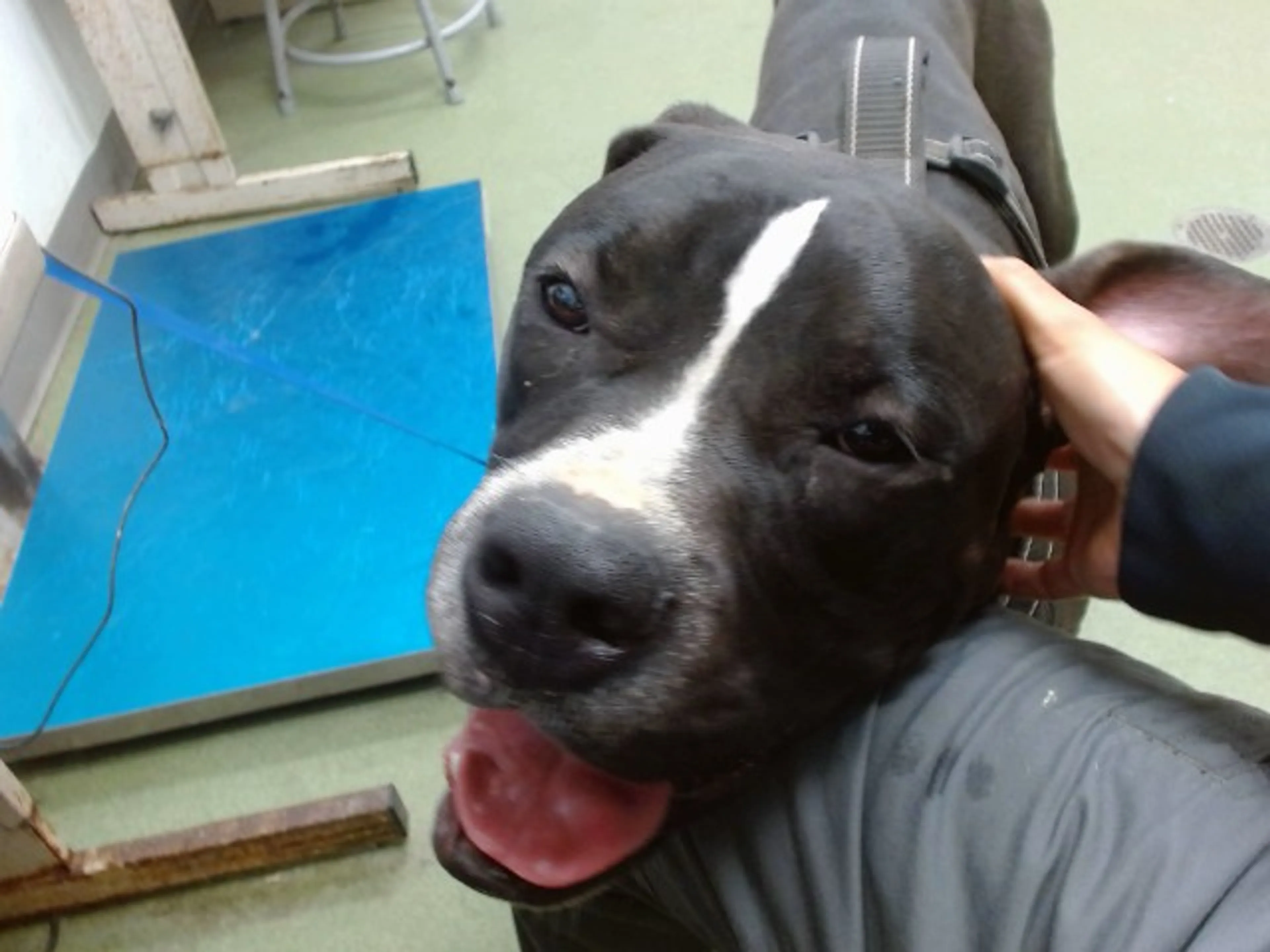 cdn image