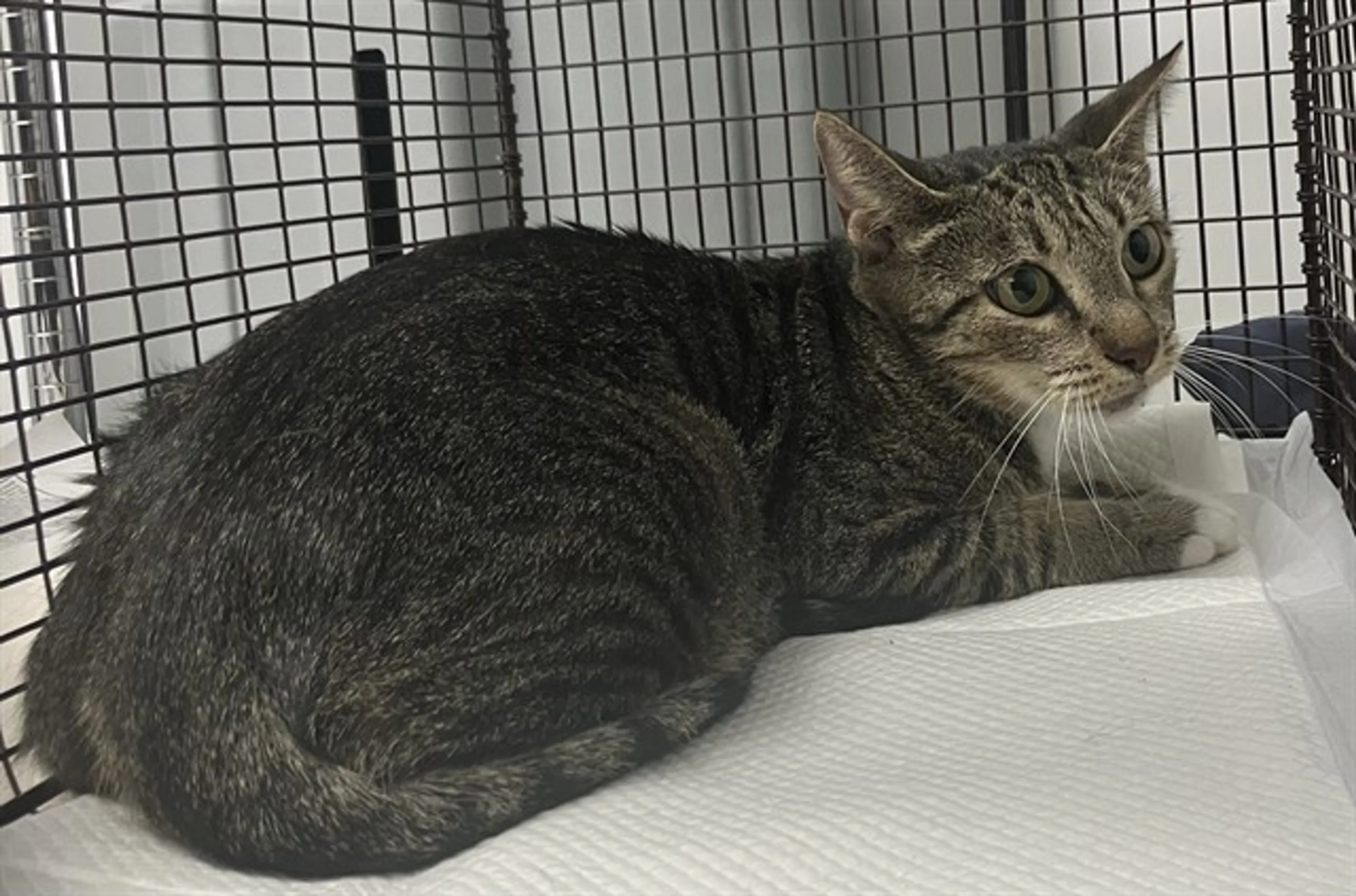 cdn image