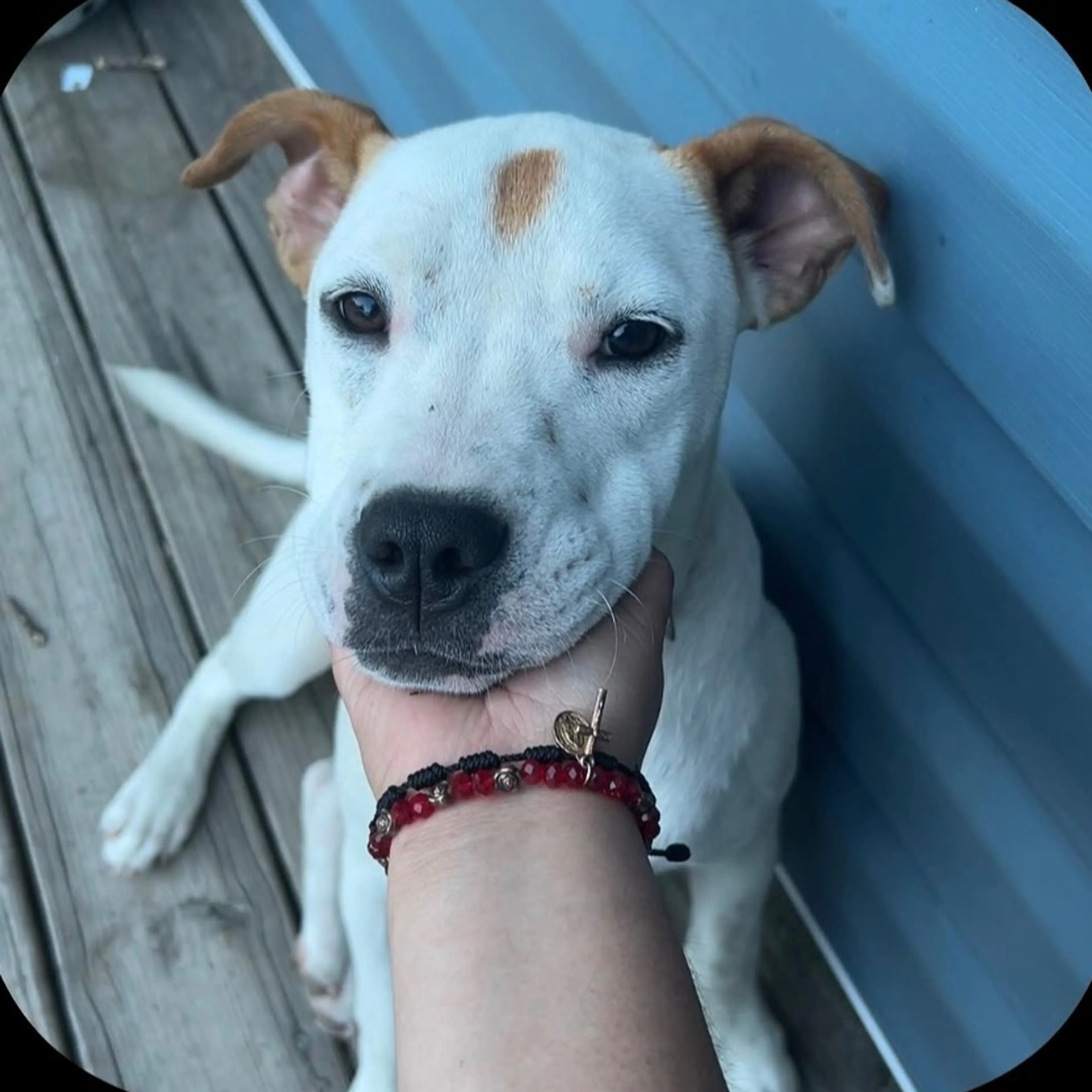 cdn image