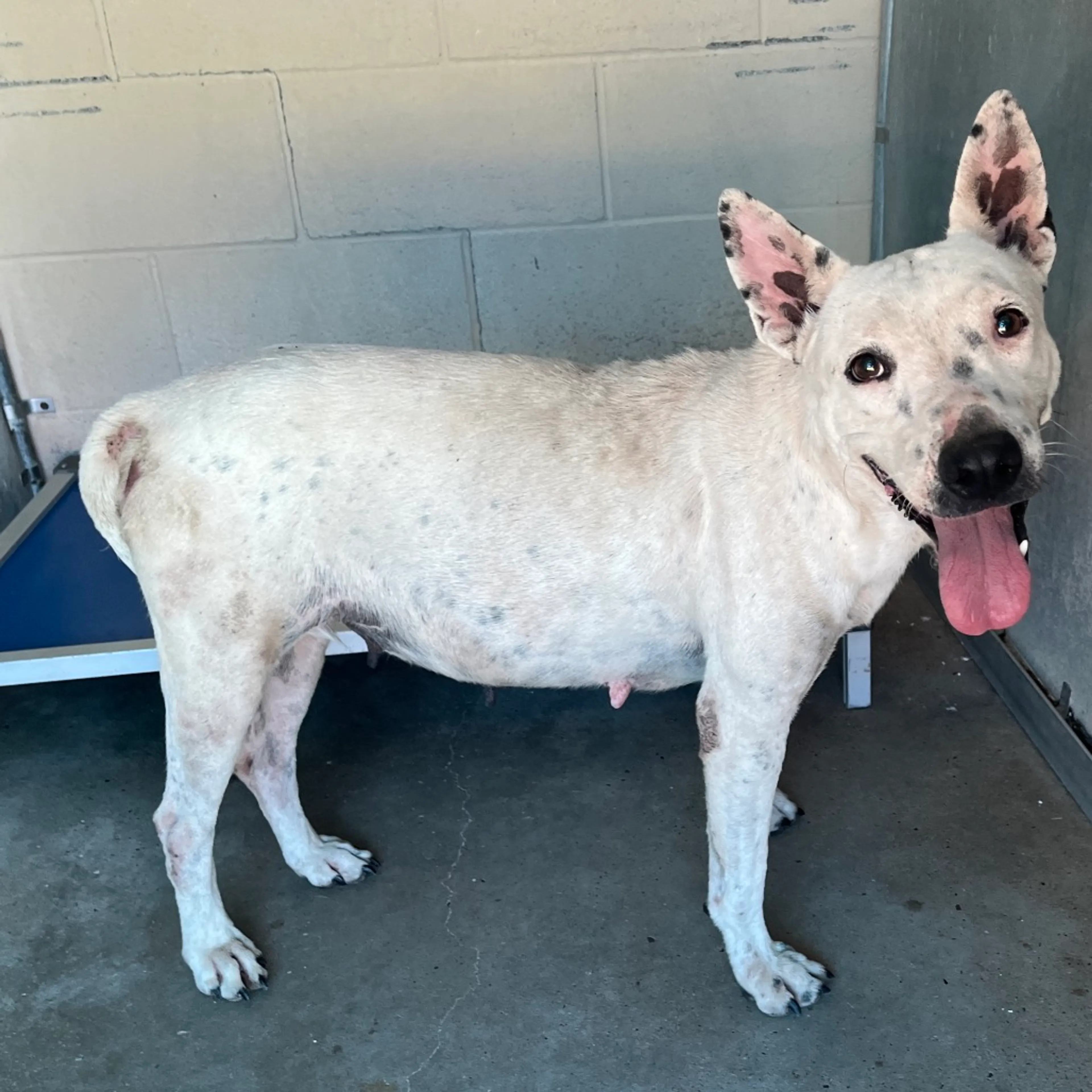 cdn image