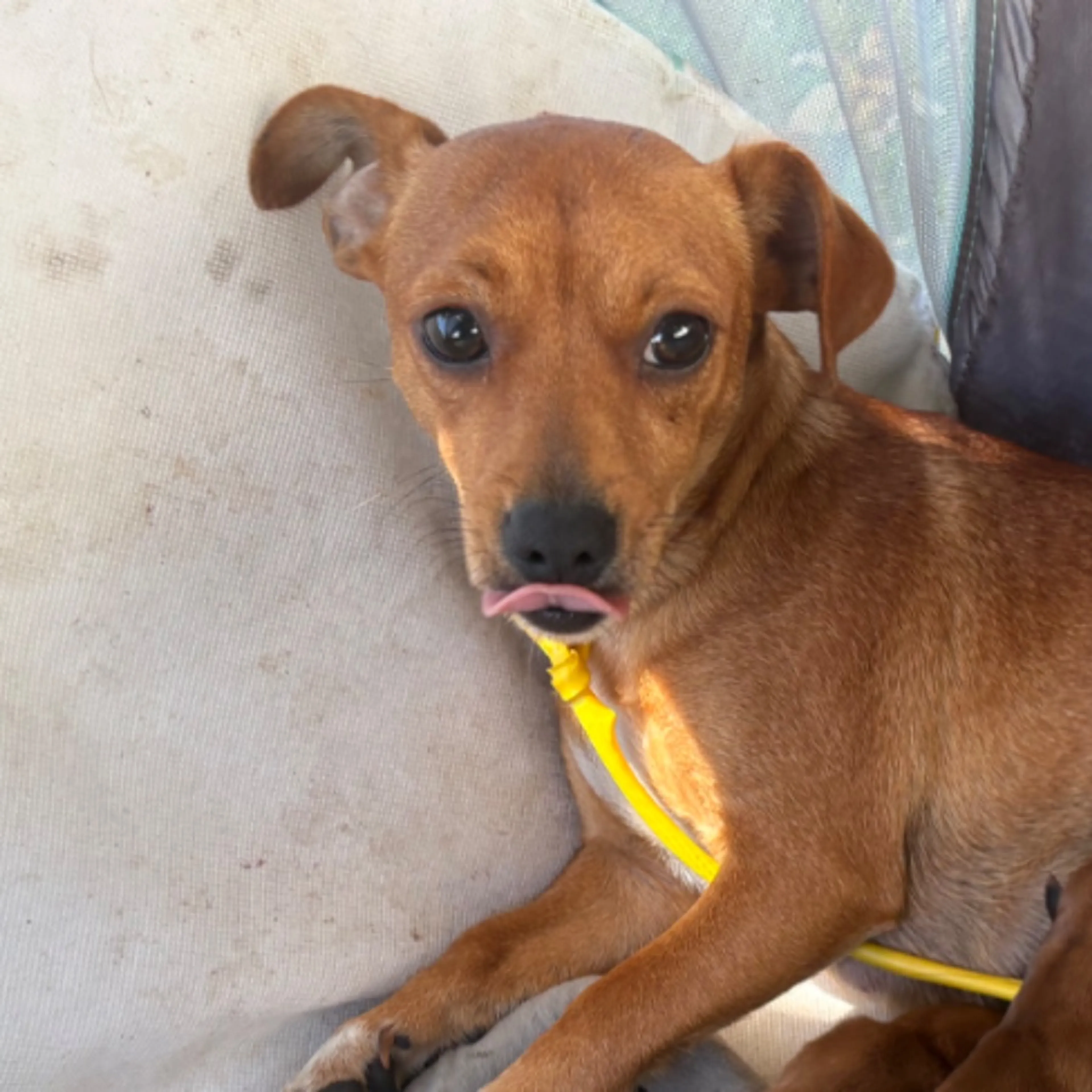 cdn image