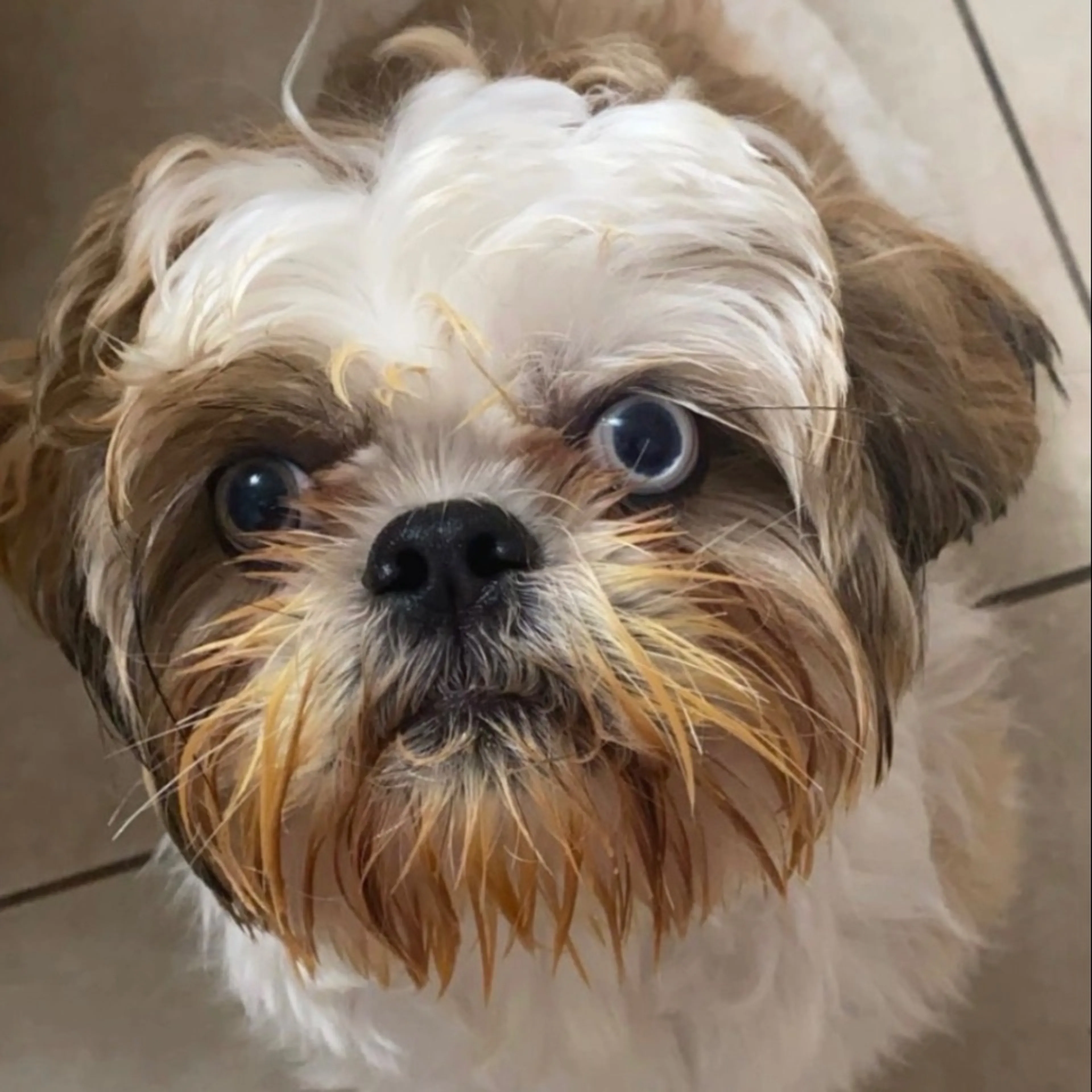 cdn image
