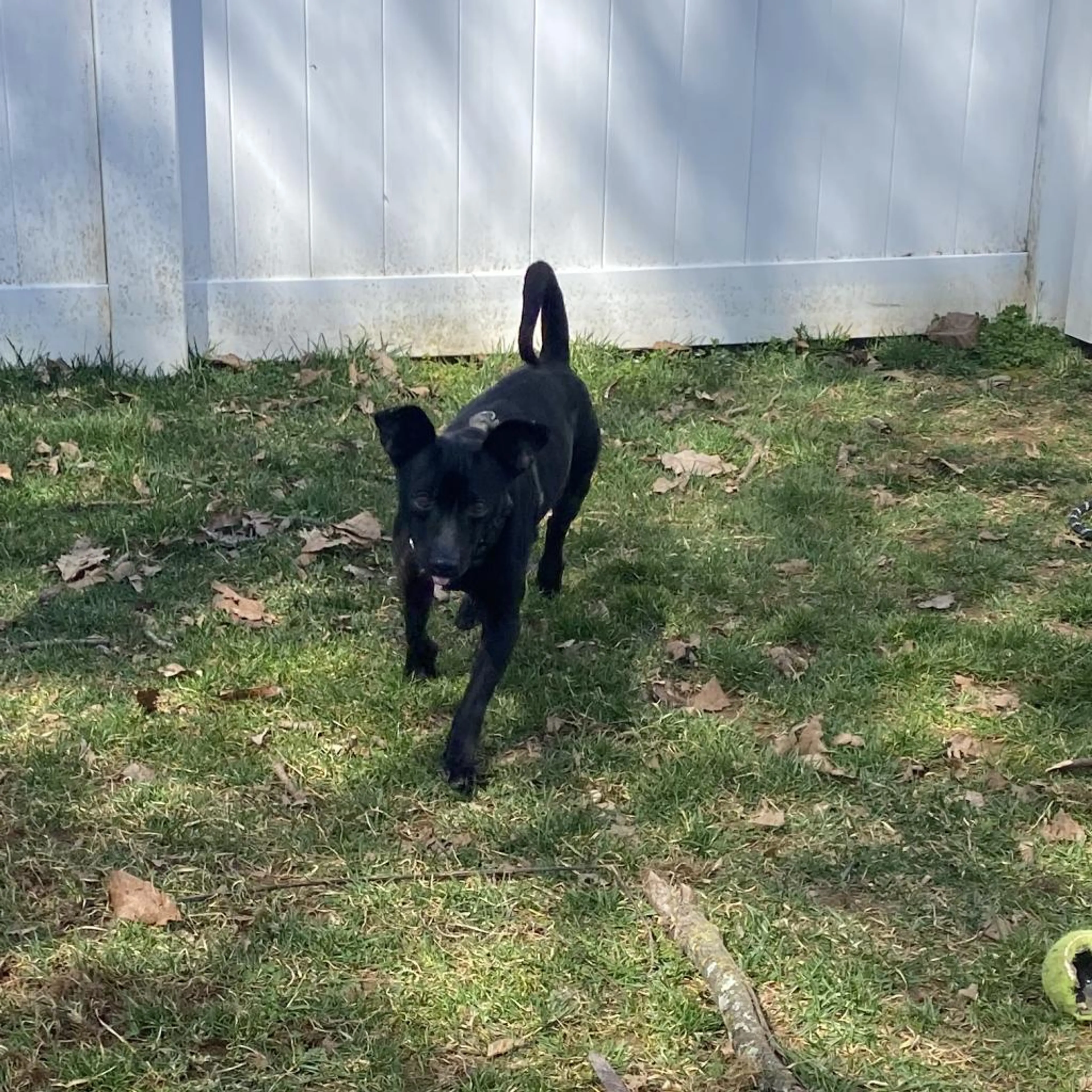 cdn image