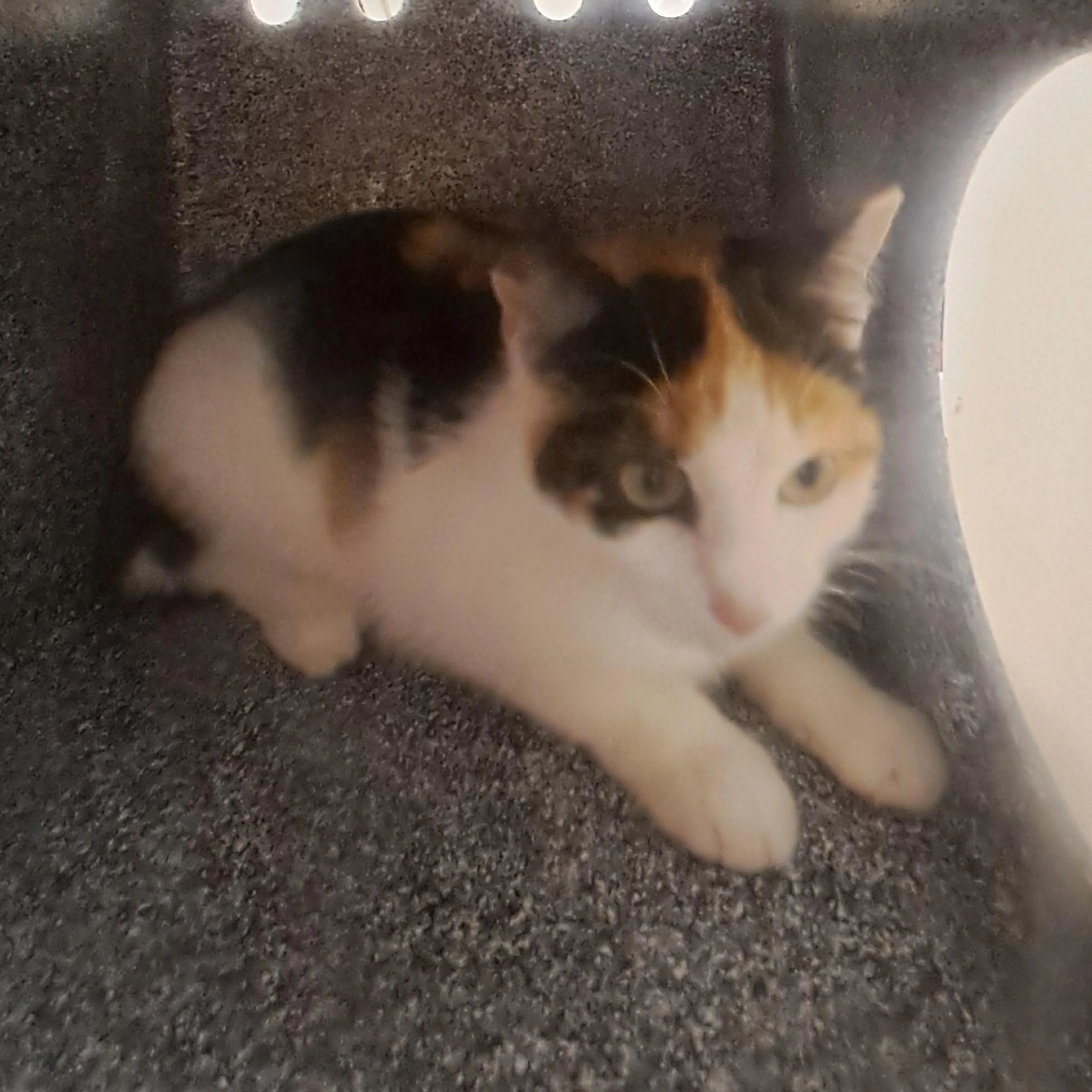 cdn image