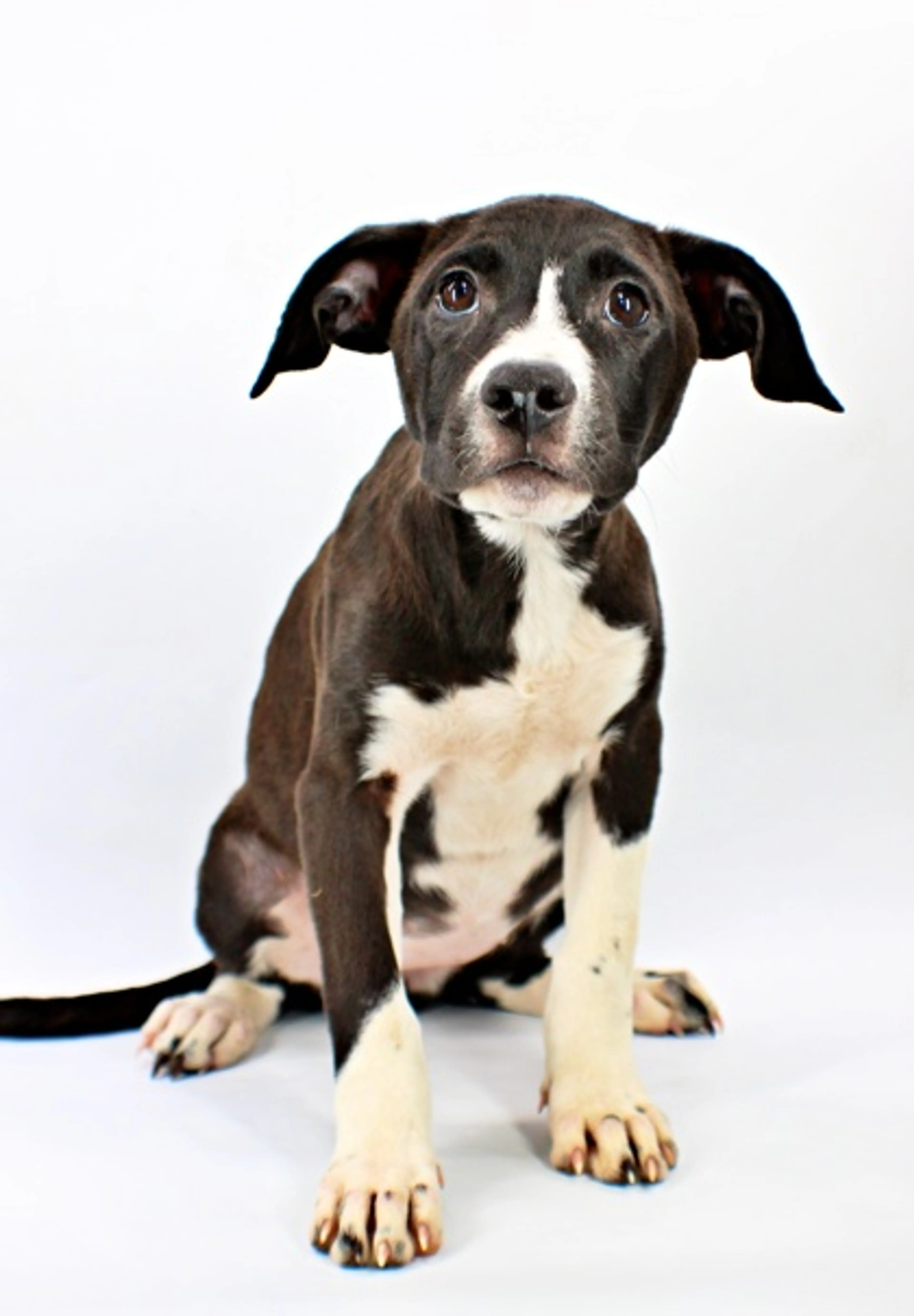 cdn image