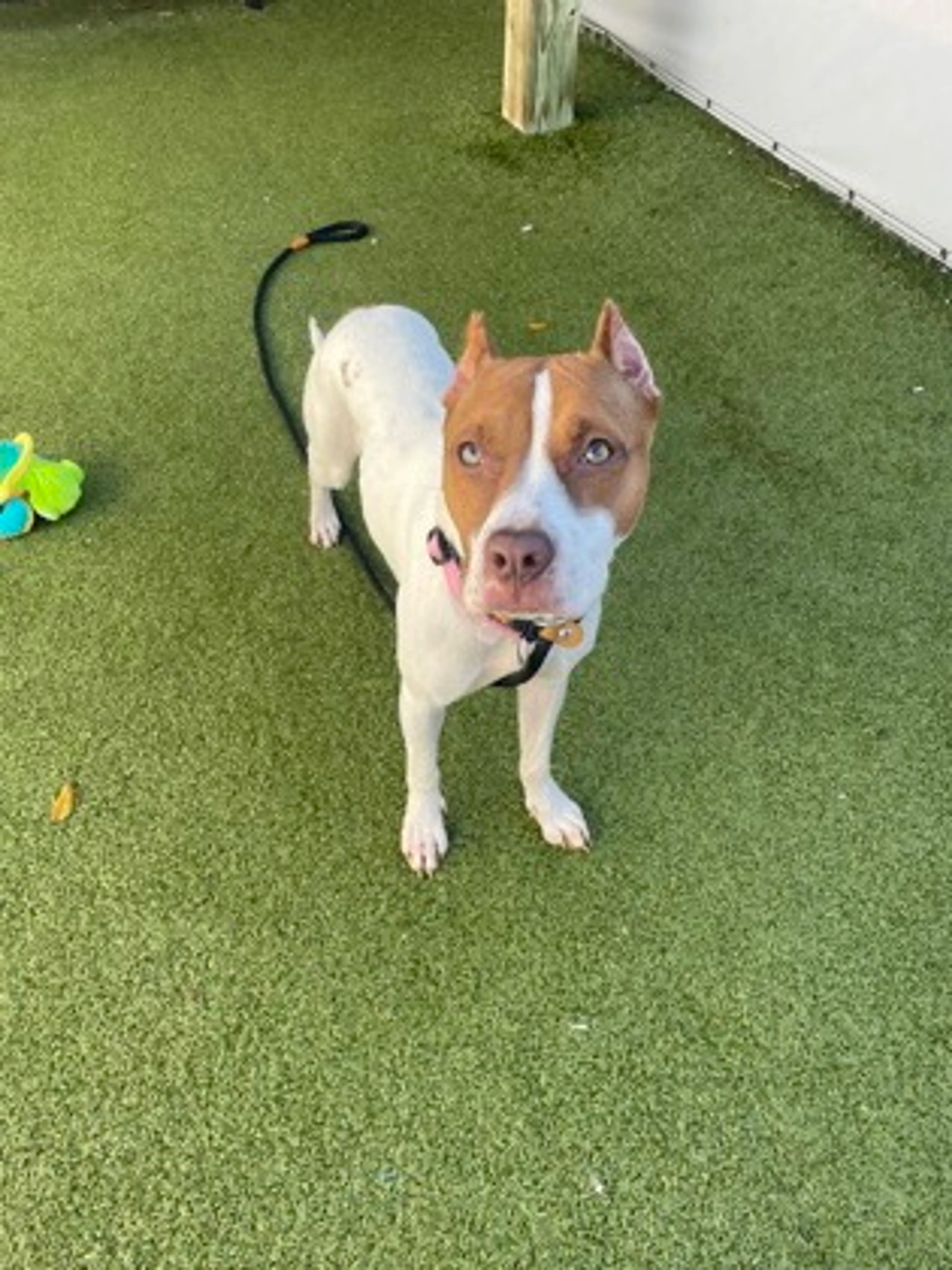 cdn image