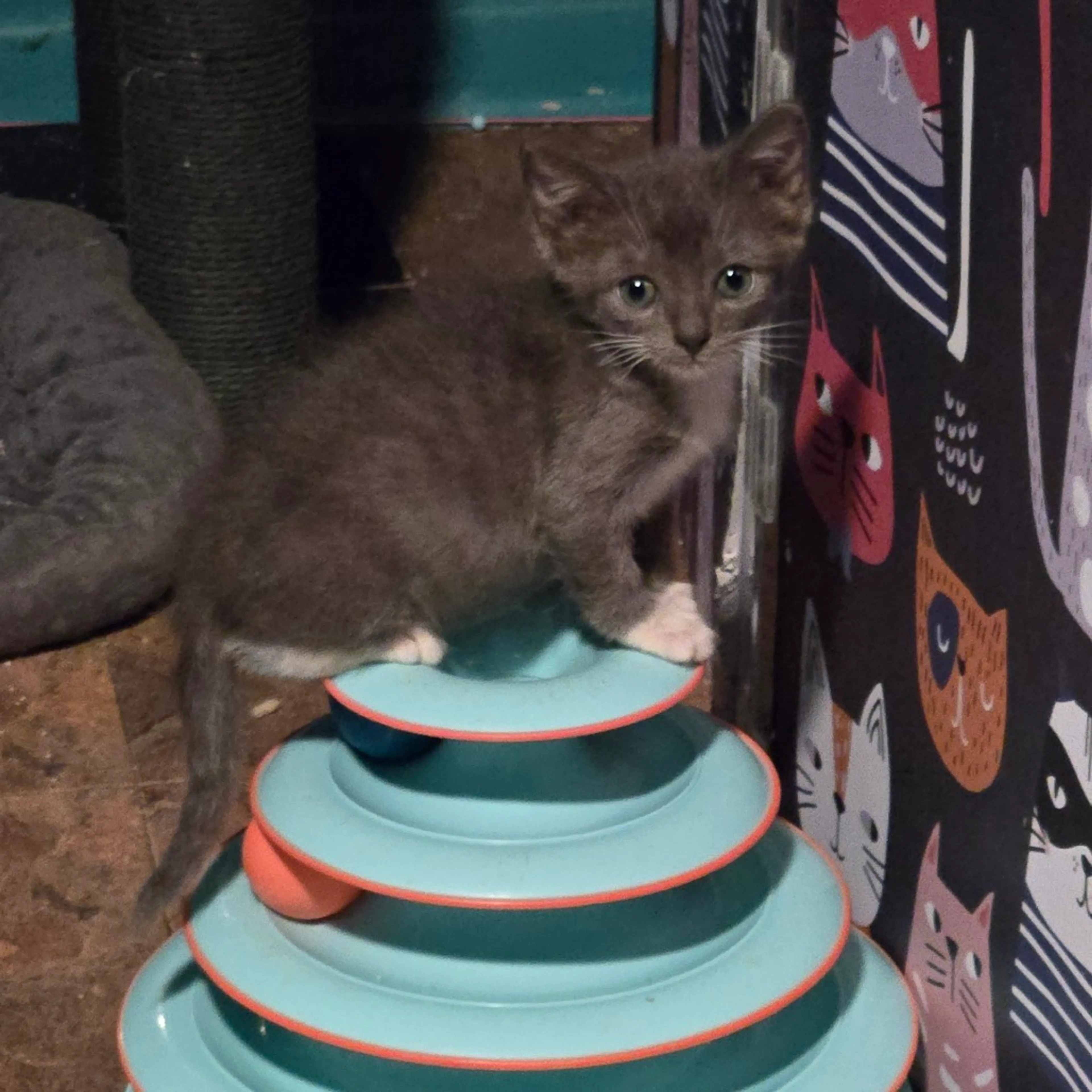 cdn image