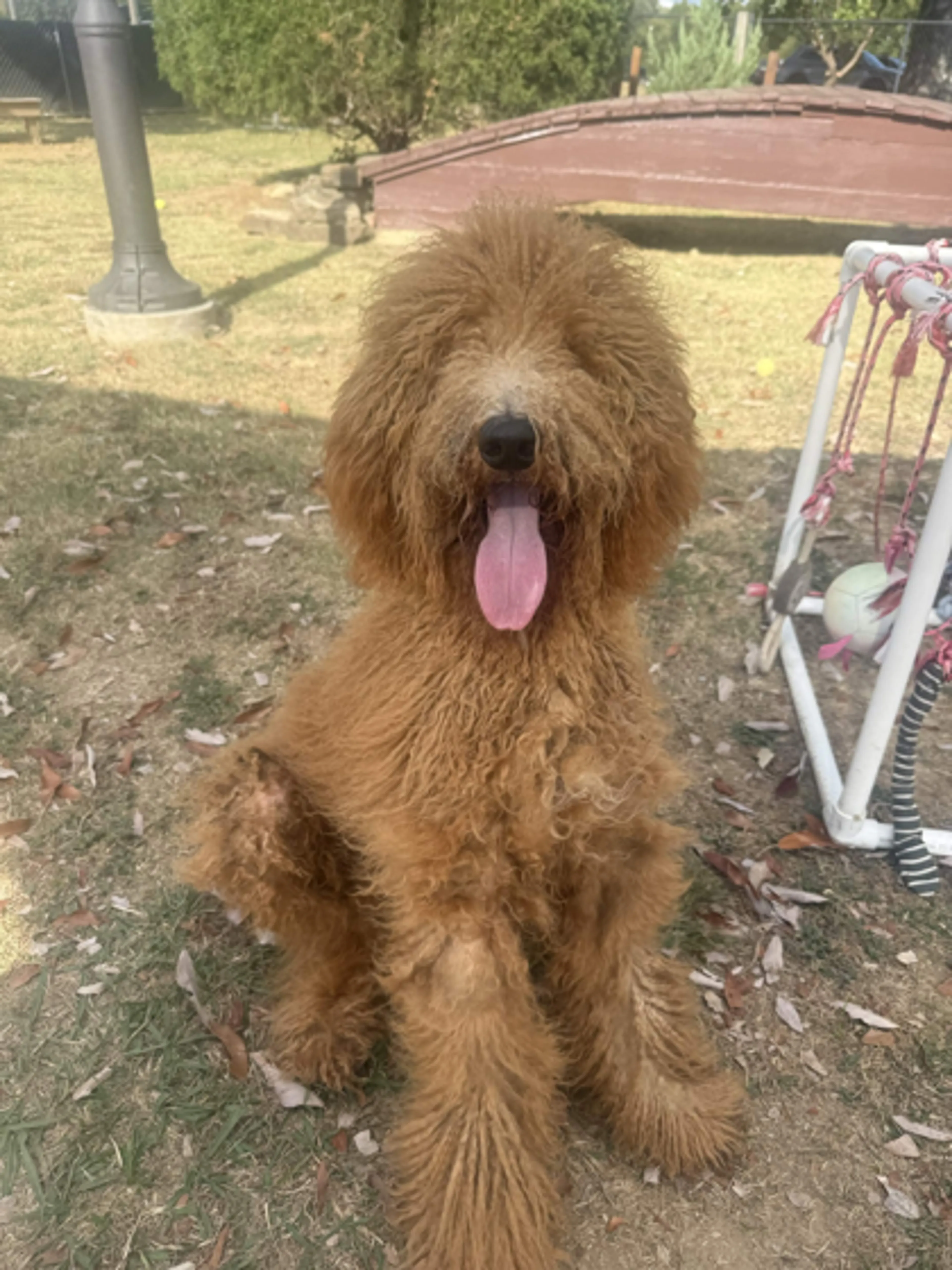 cdn image