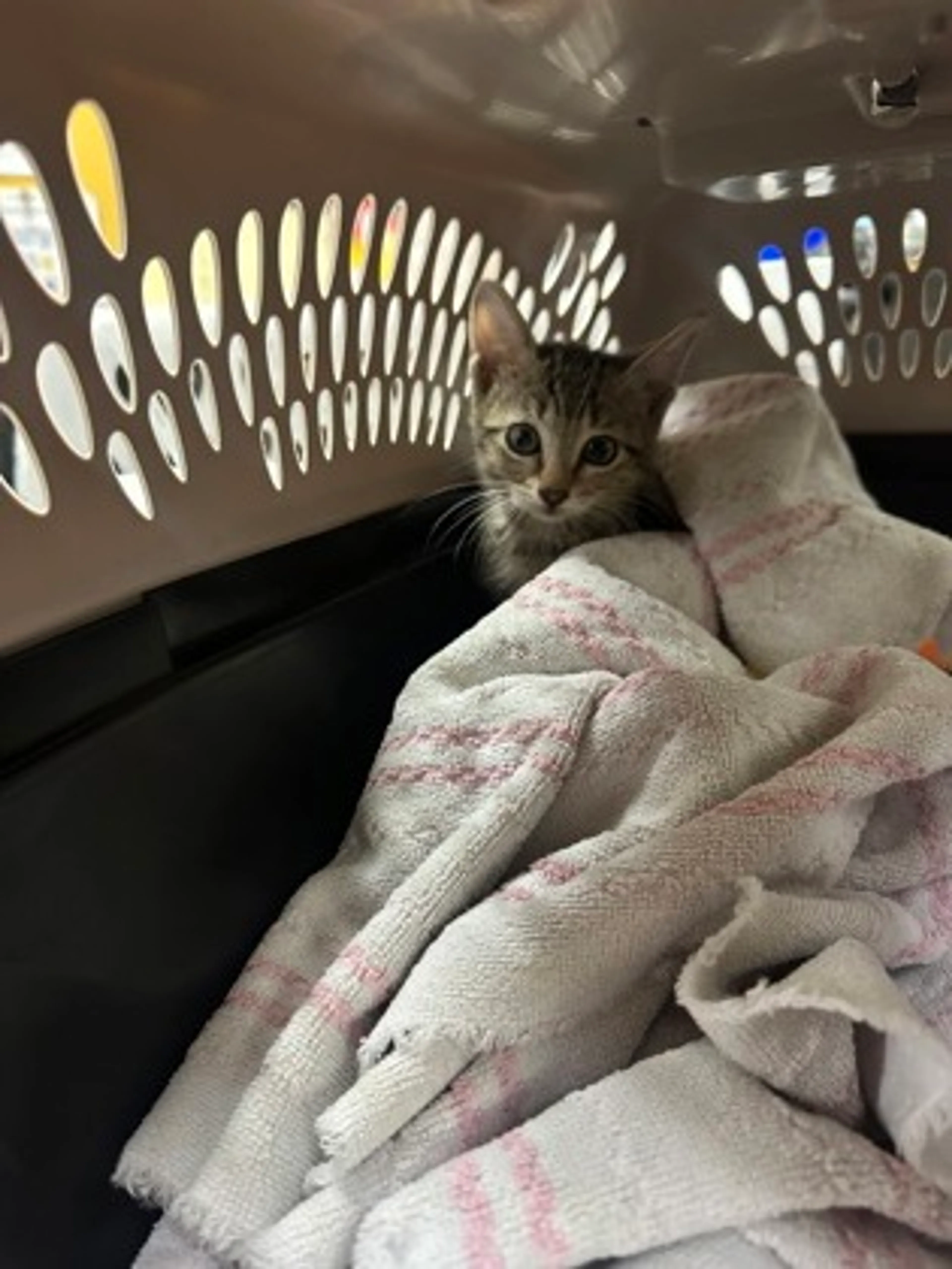 cdn image