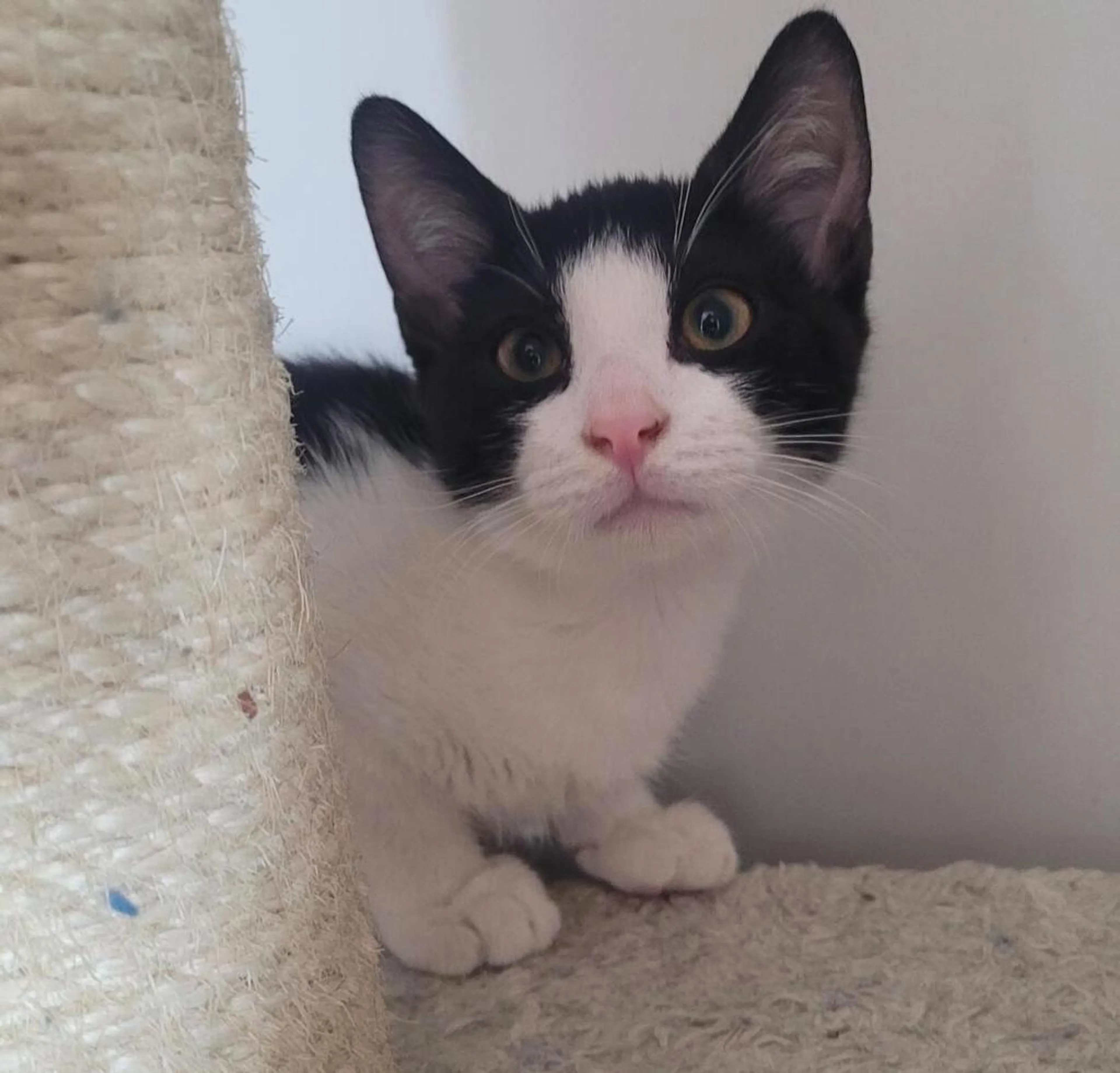 cdn image