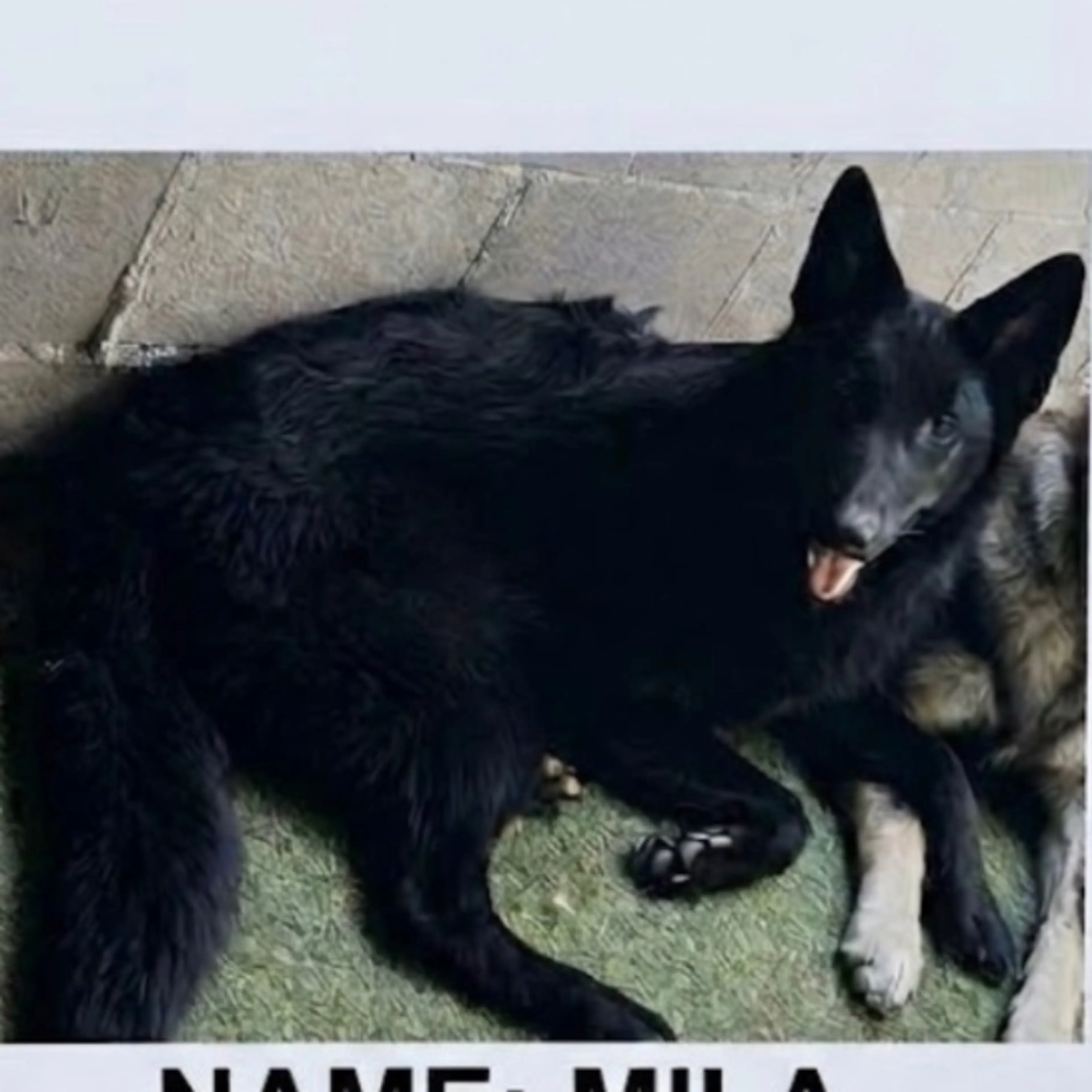 cdn image