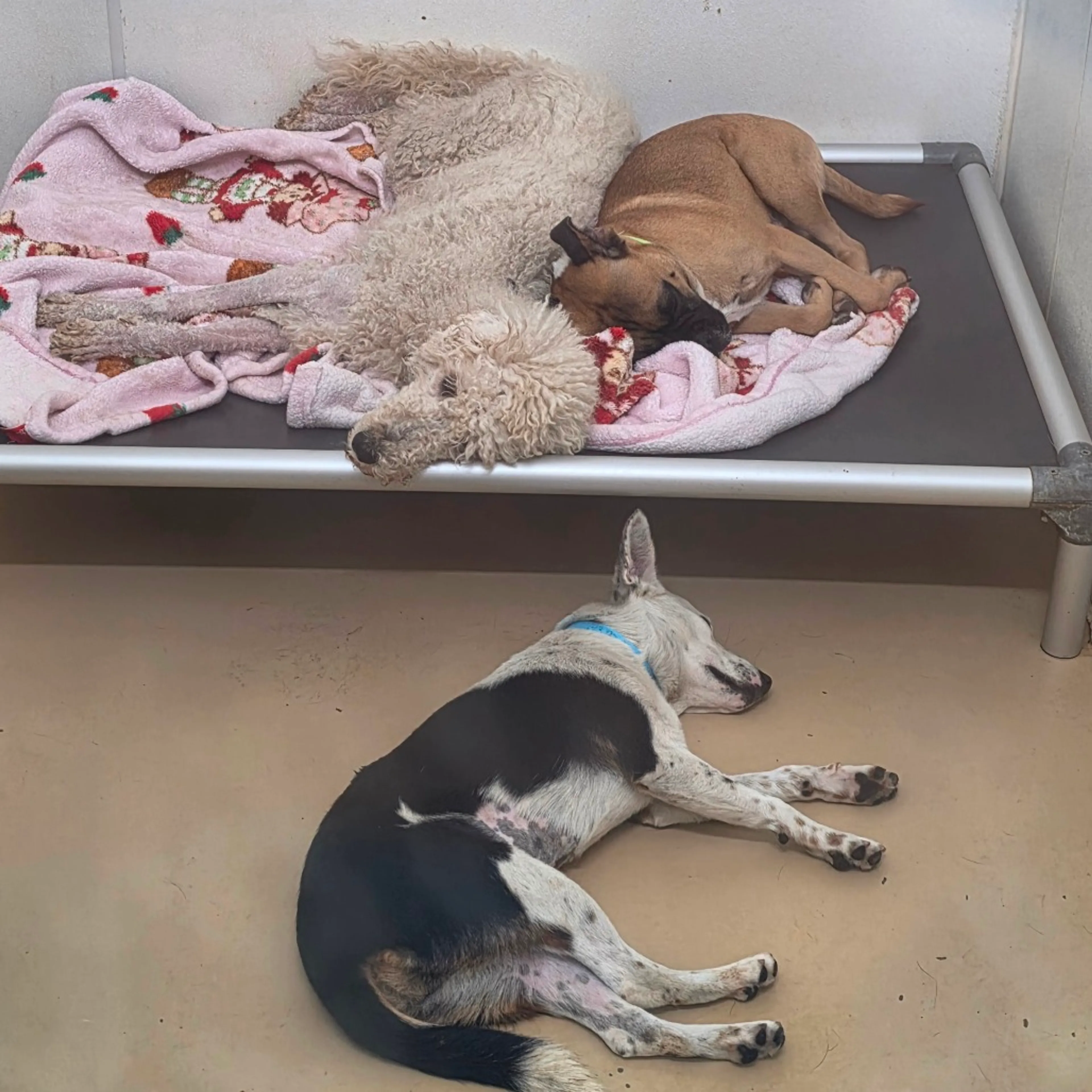 cdn image
