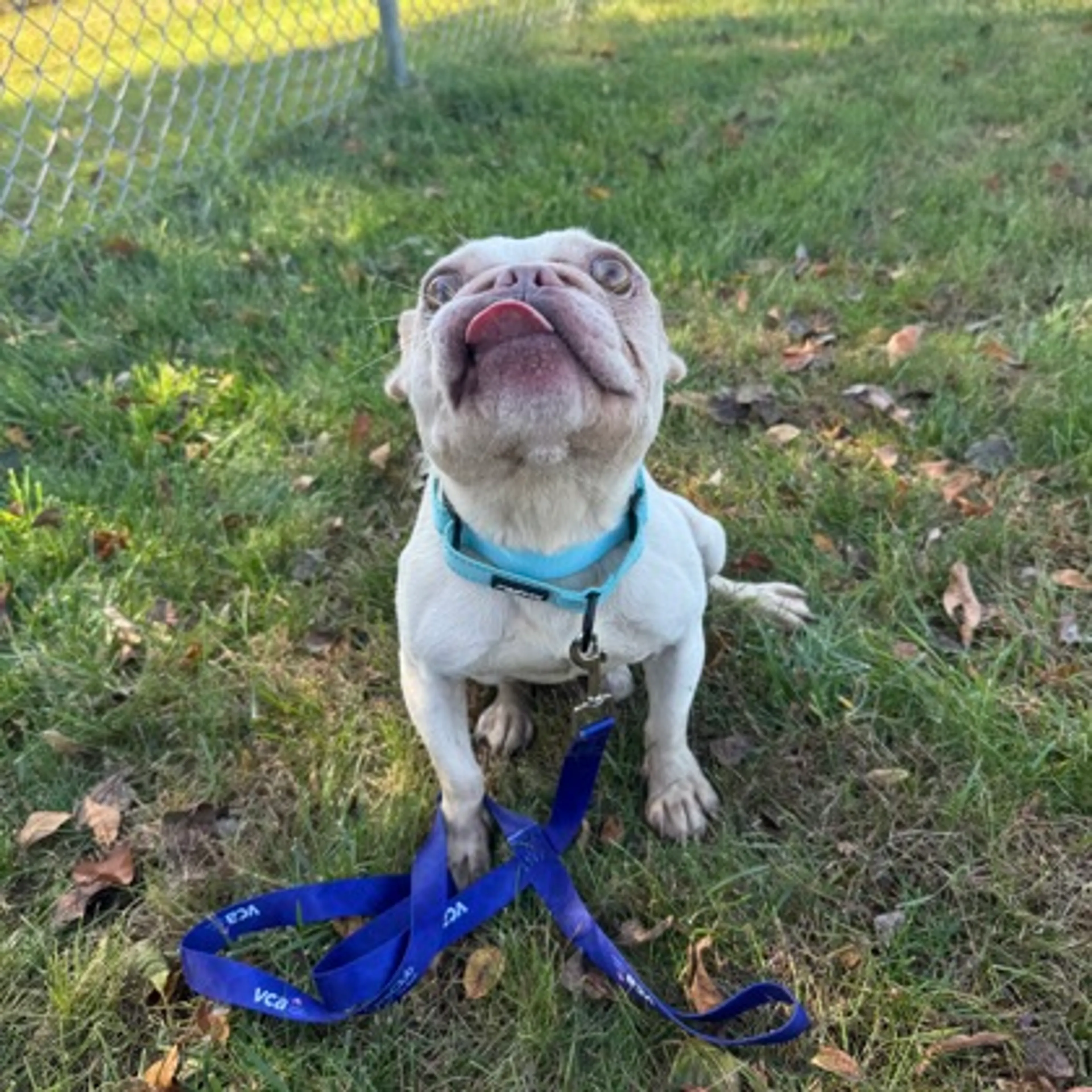 cdn image