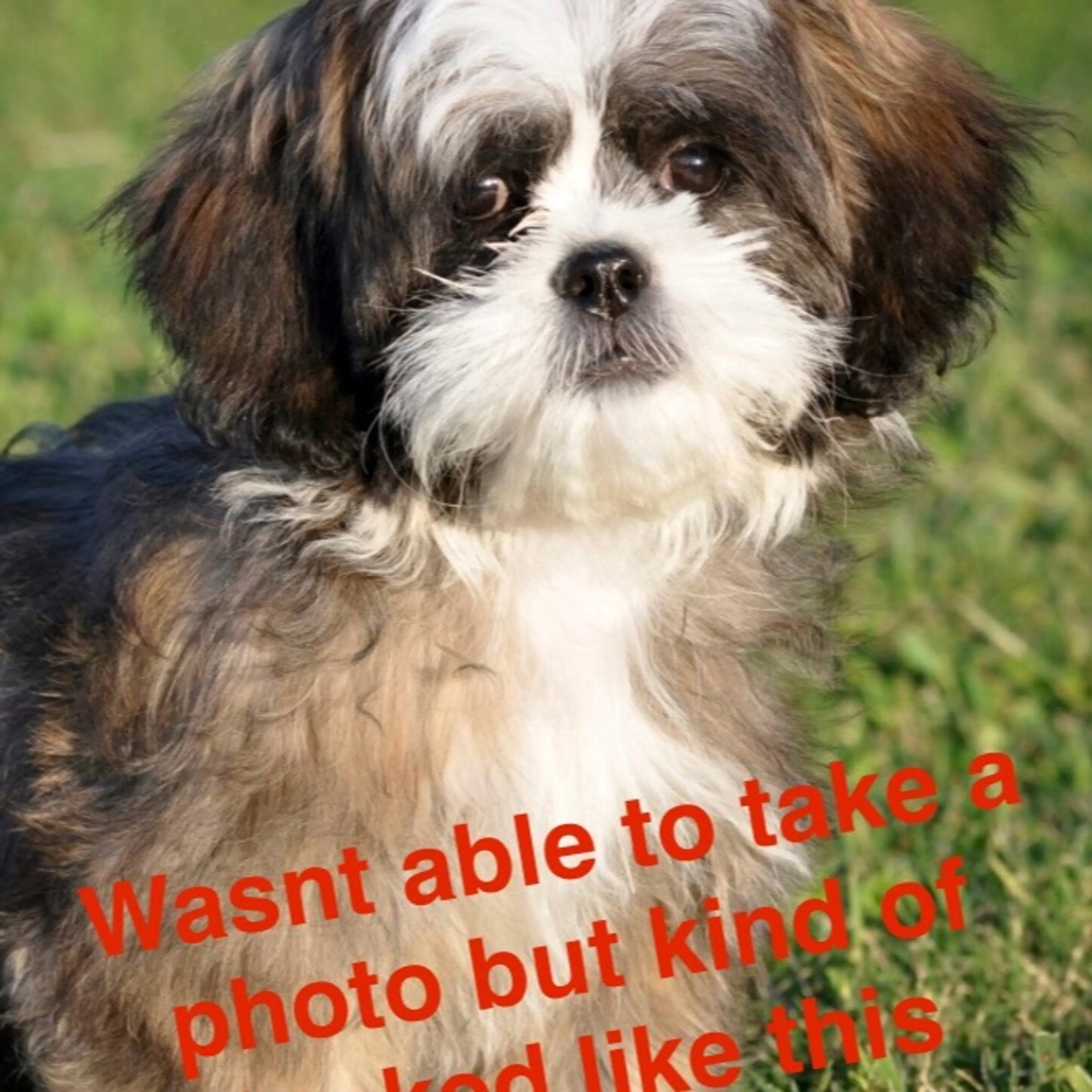 cdn image