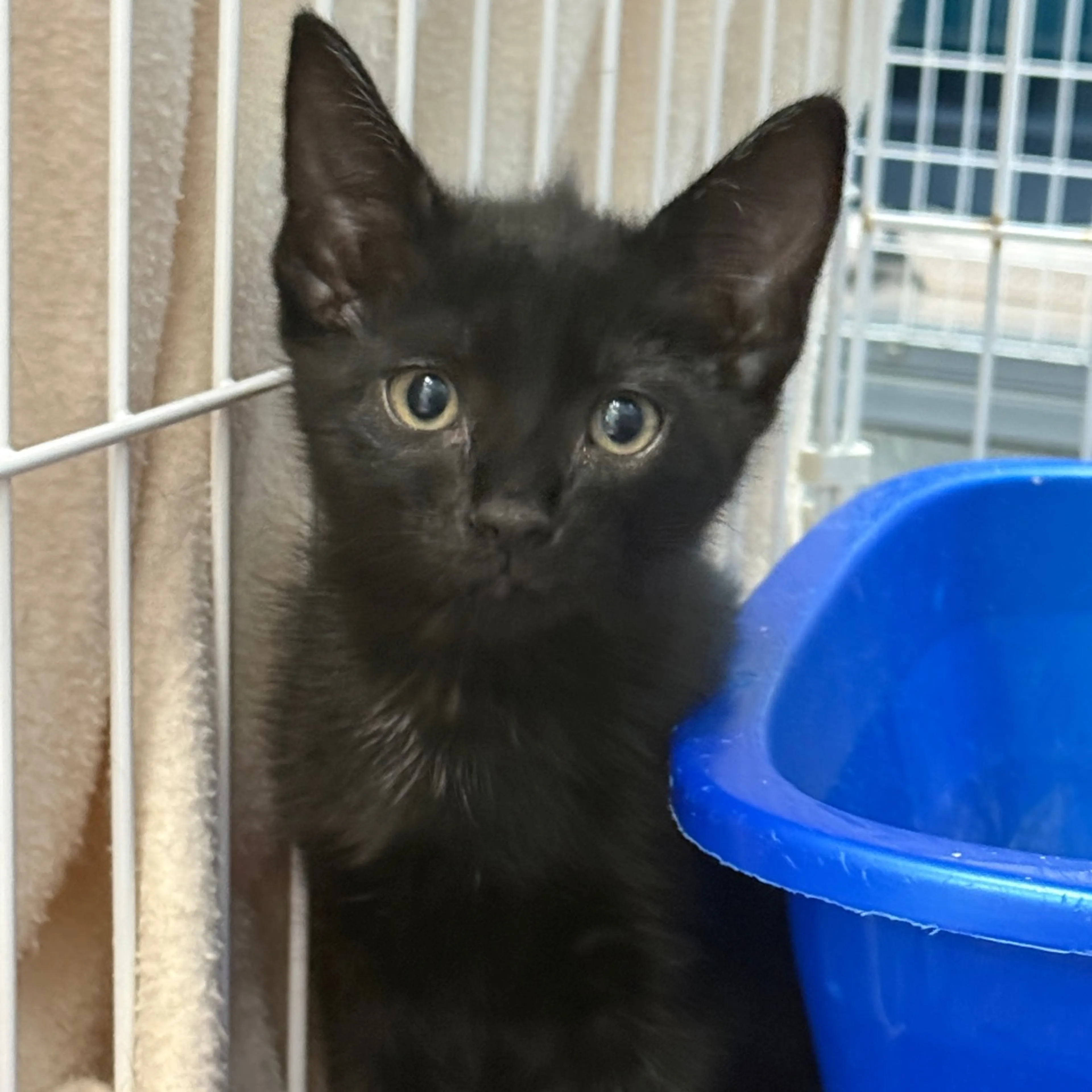 cdn image
