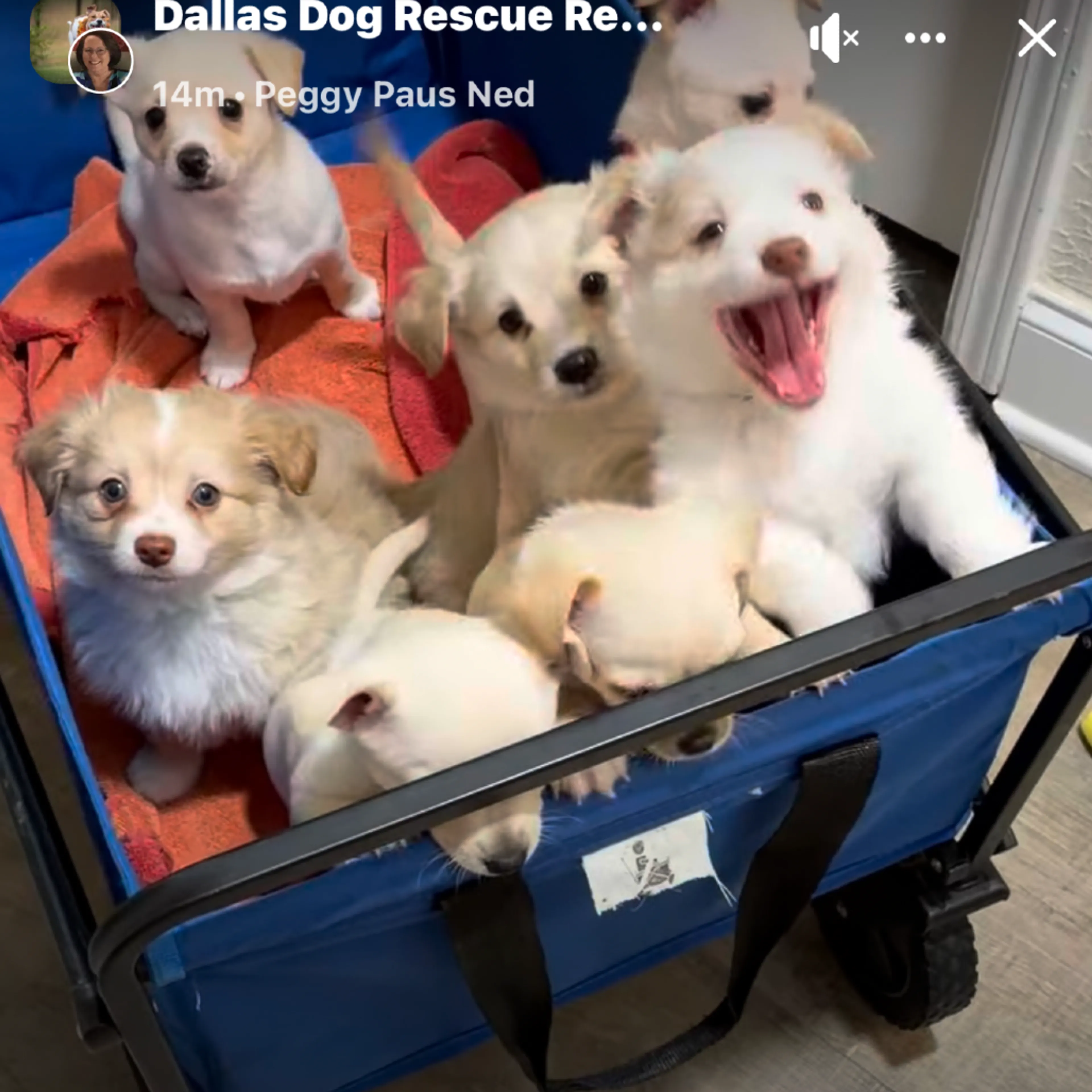 cdn image