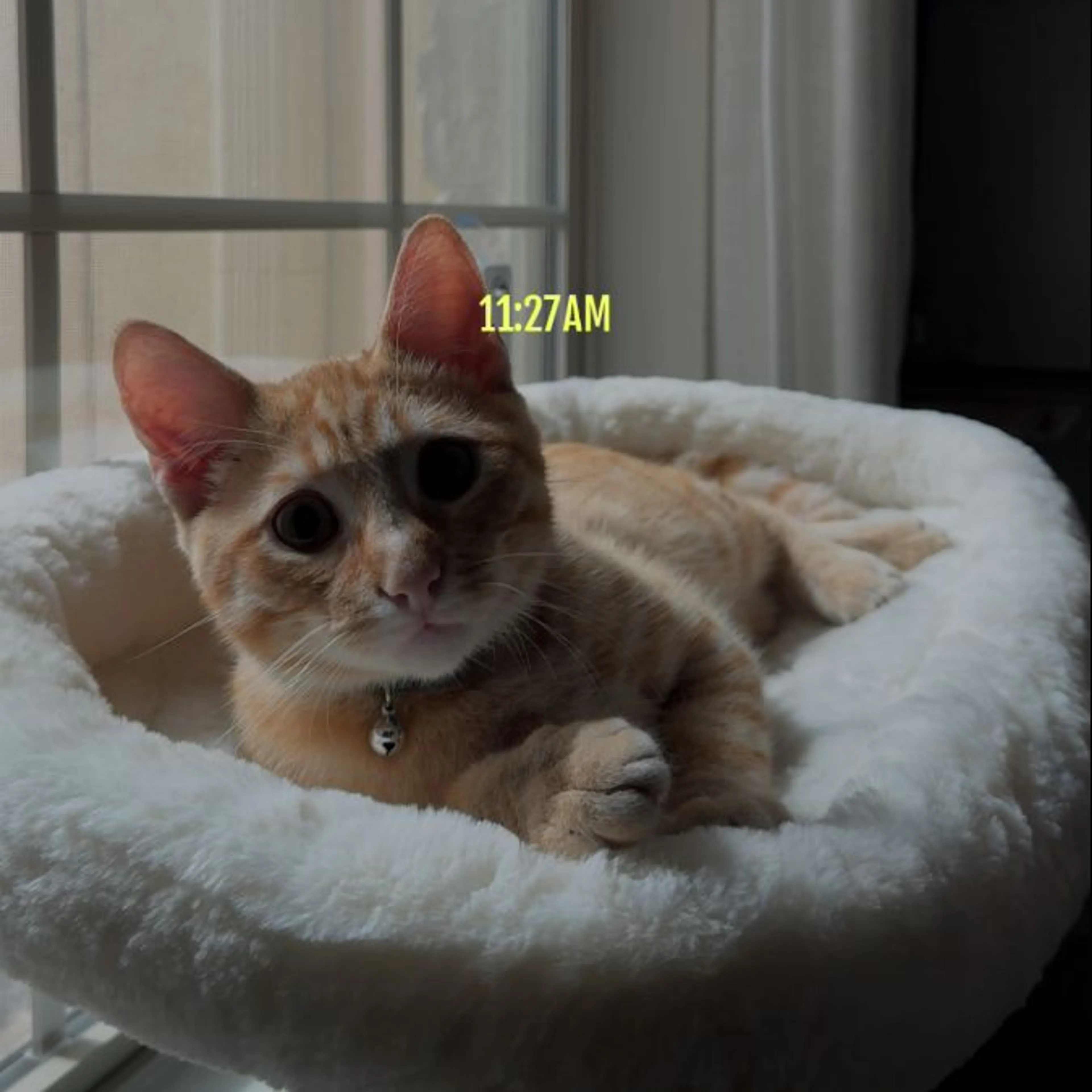 cdn image