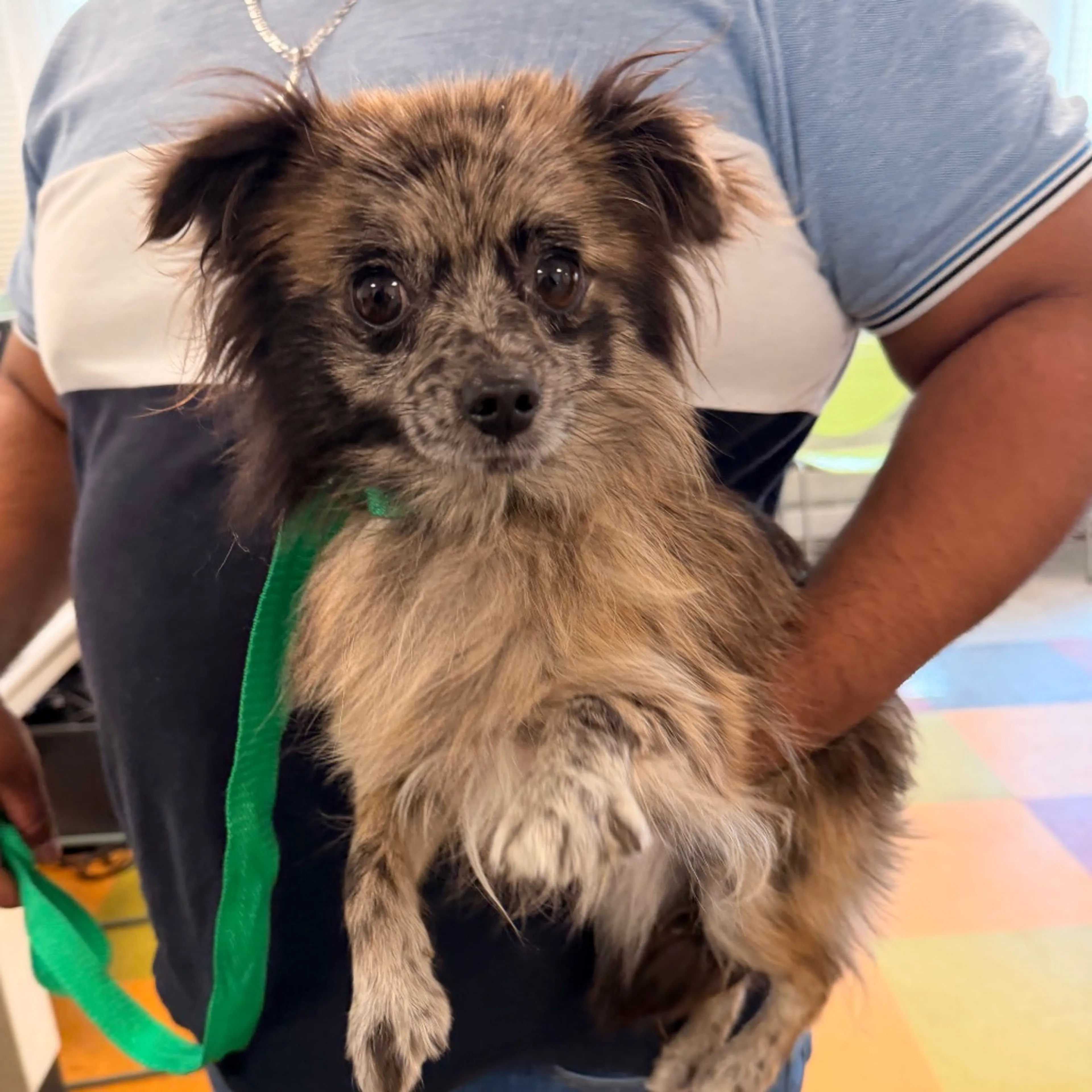 cdn image