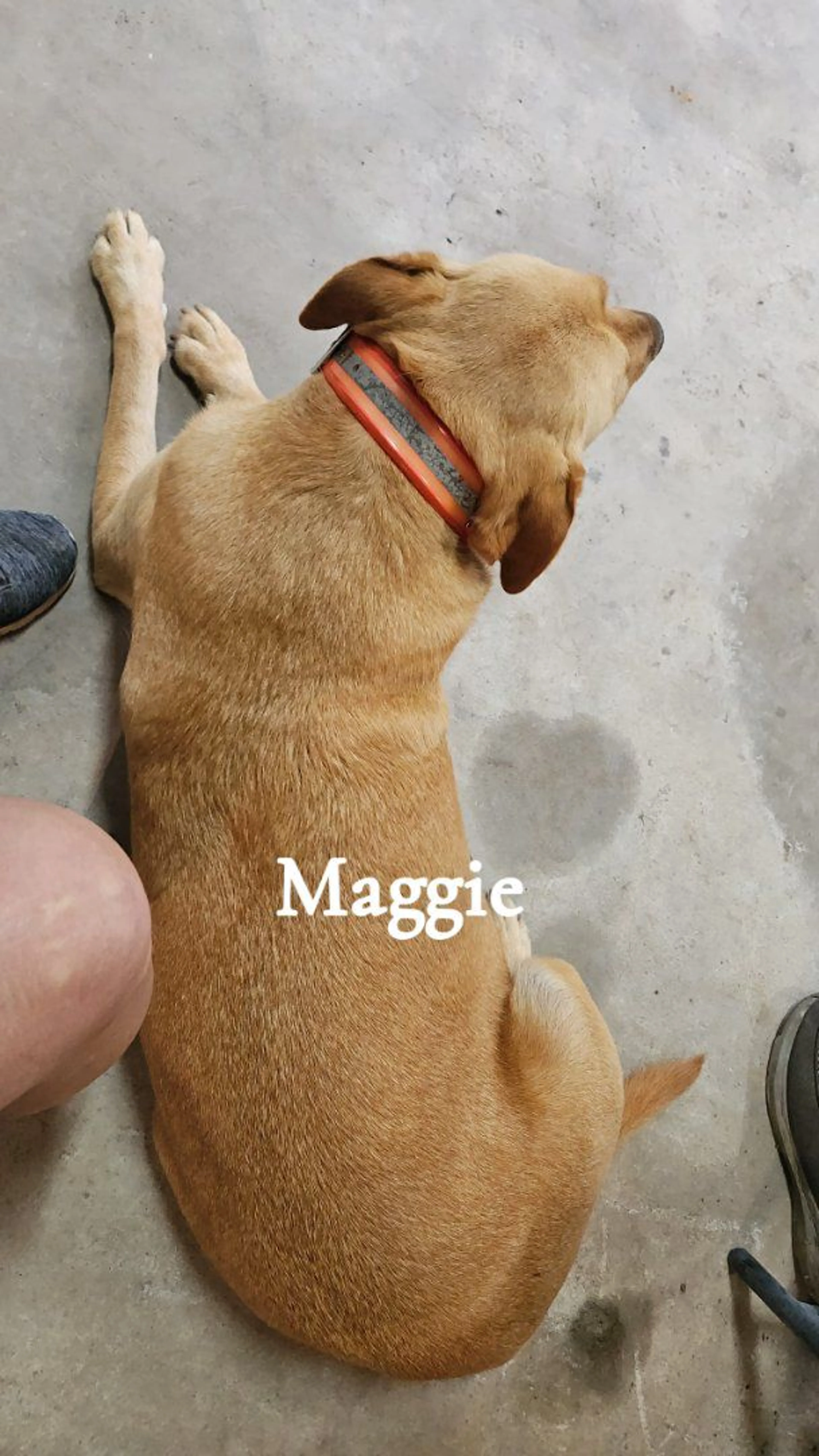 cdn image