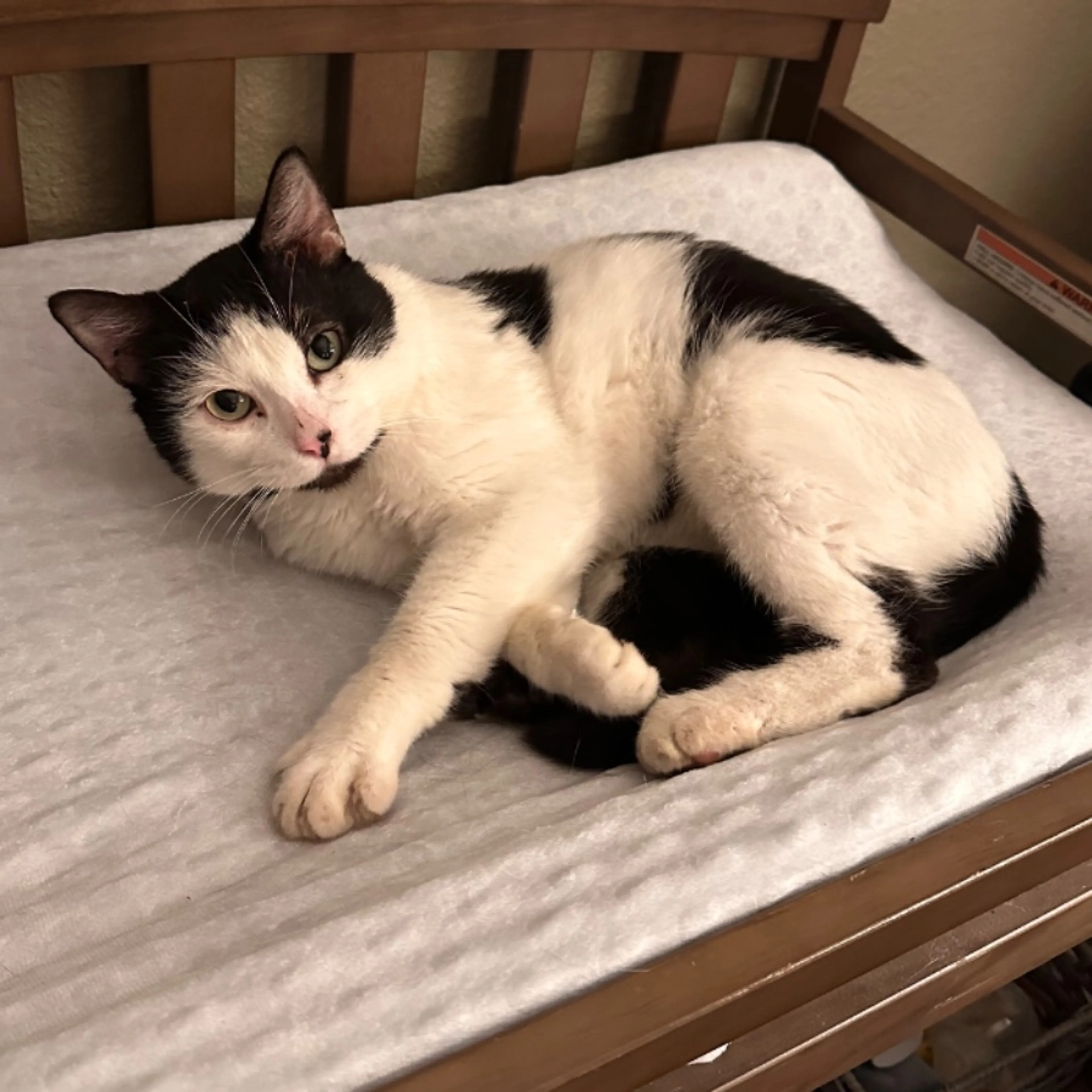 cdn image