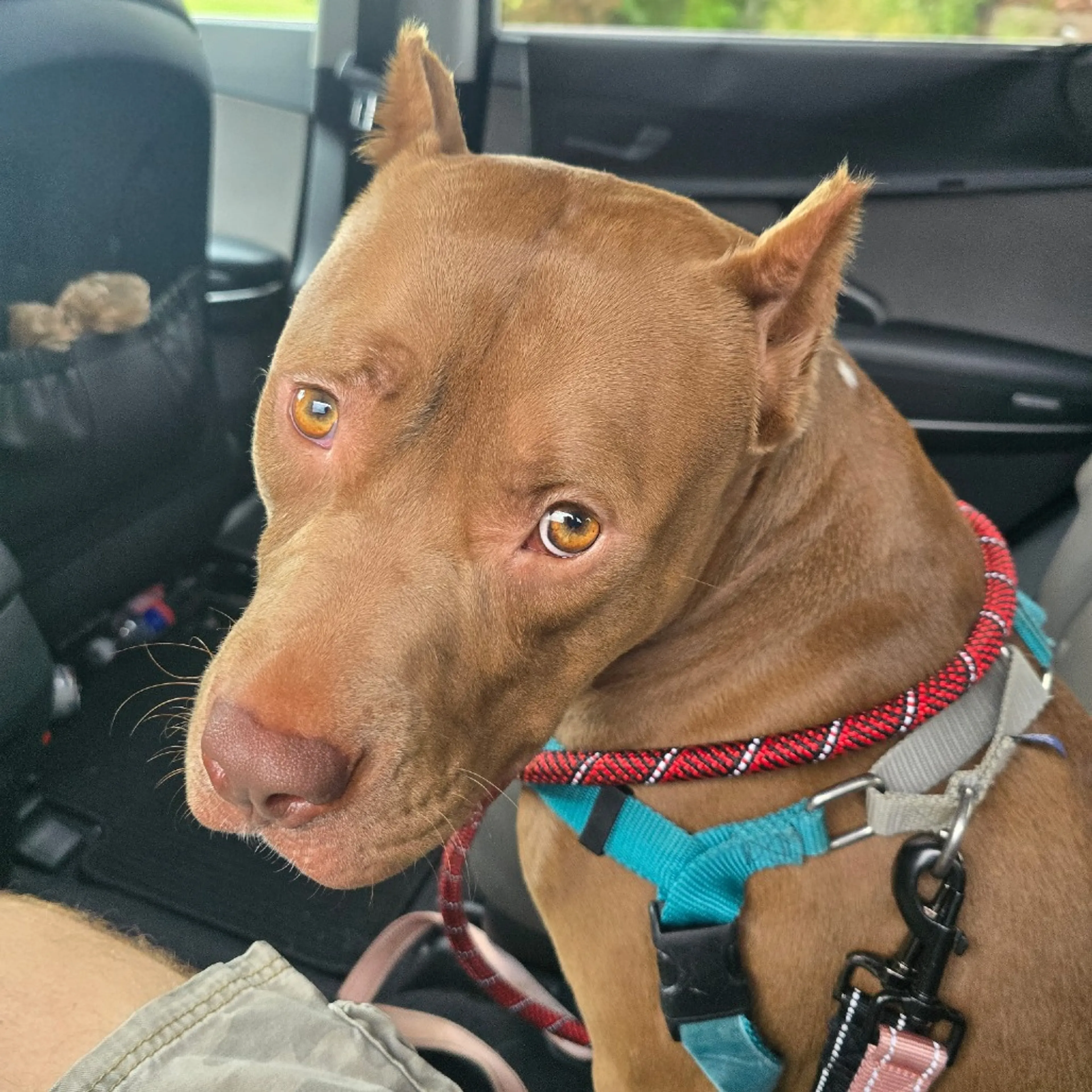 cdn image