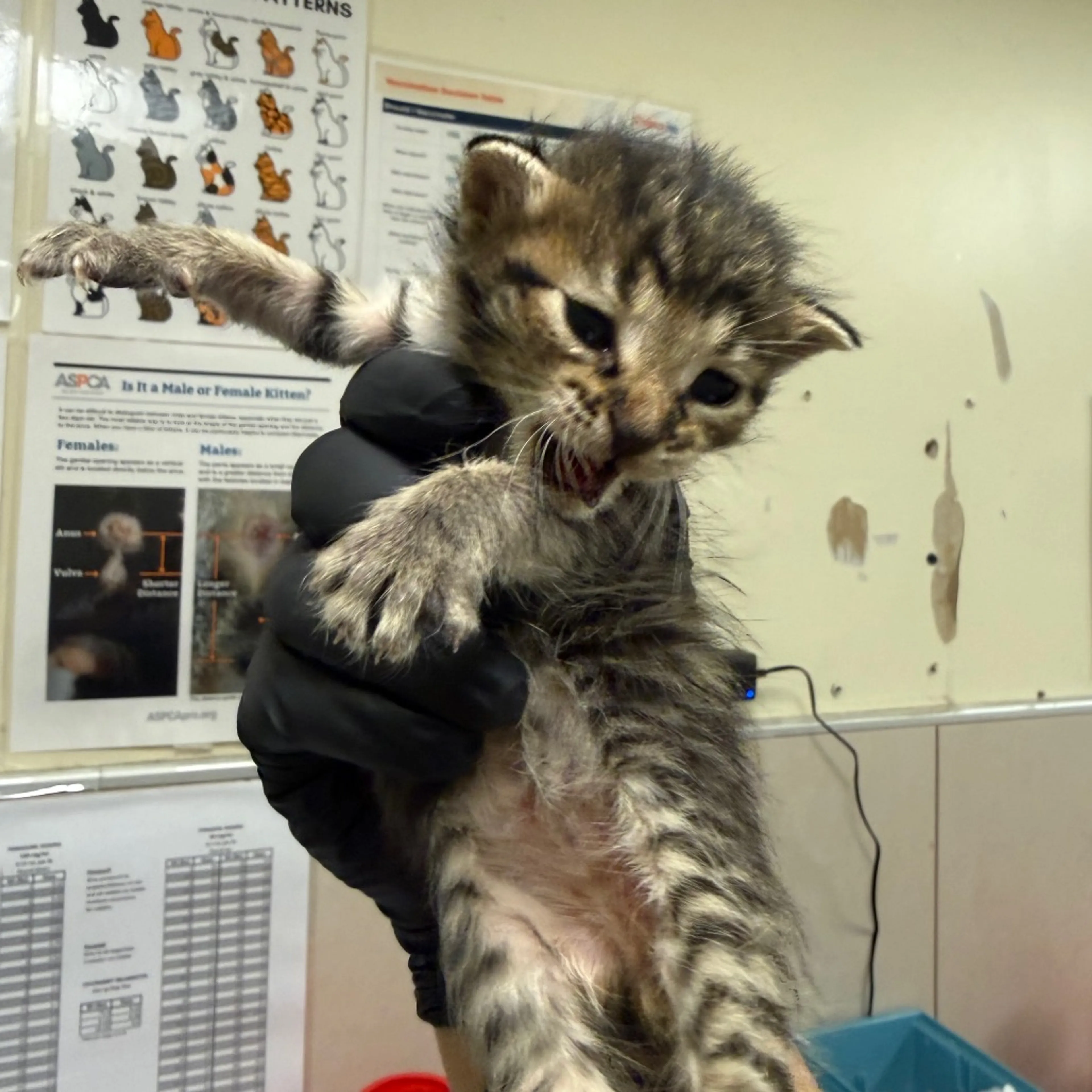 cdn image