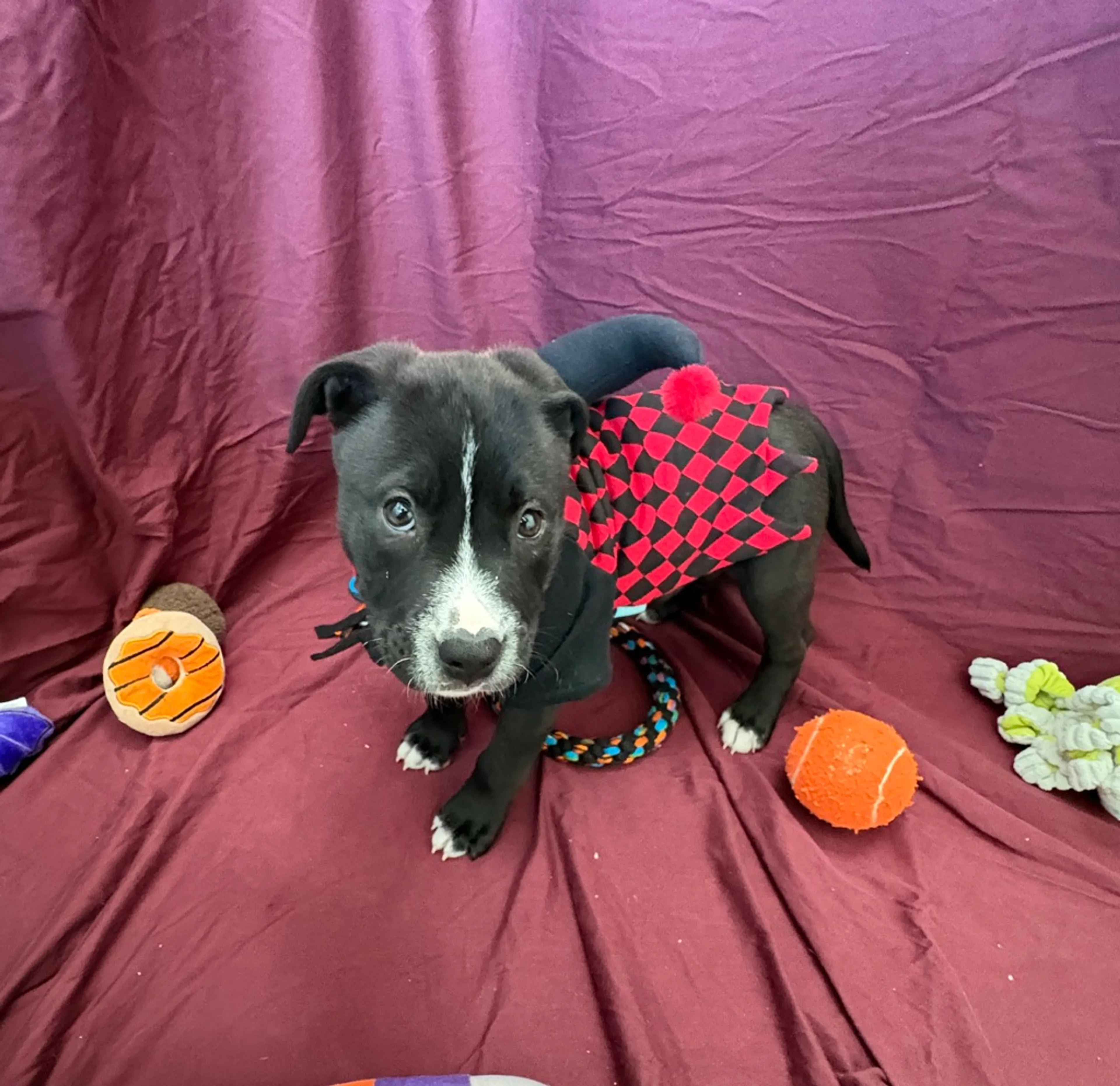 cdn image