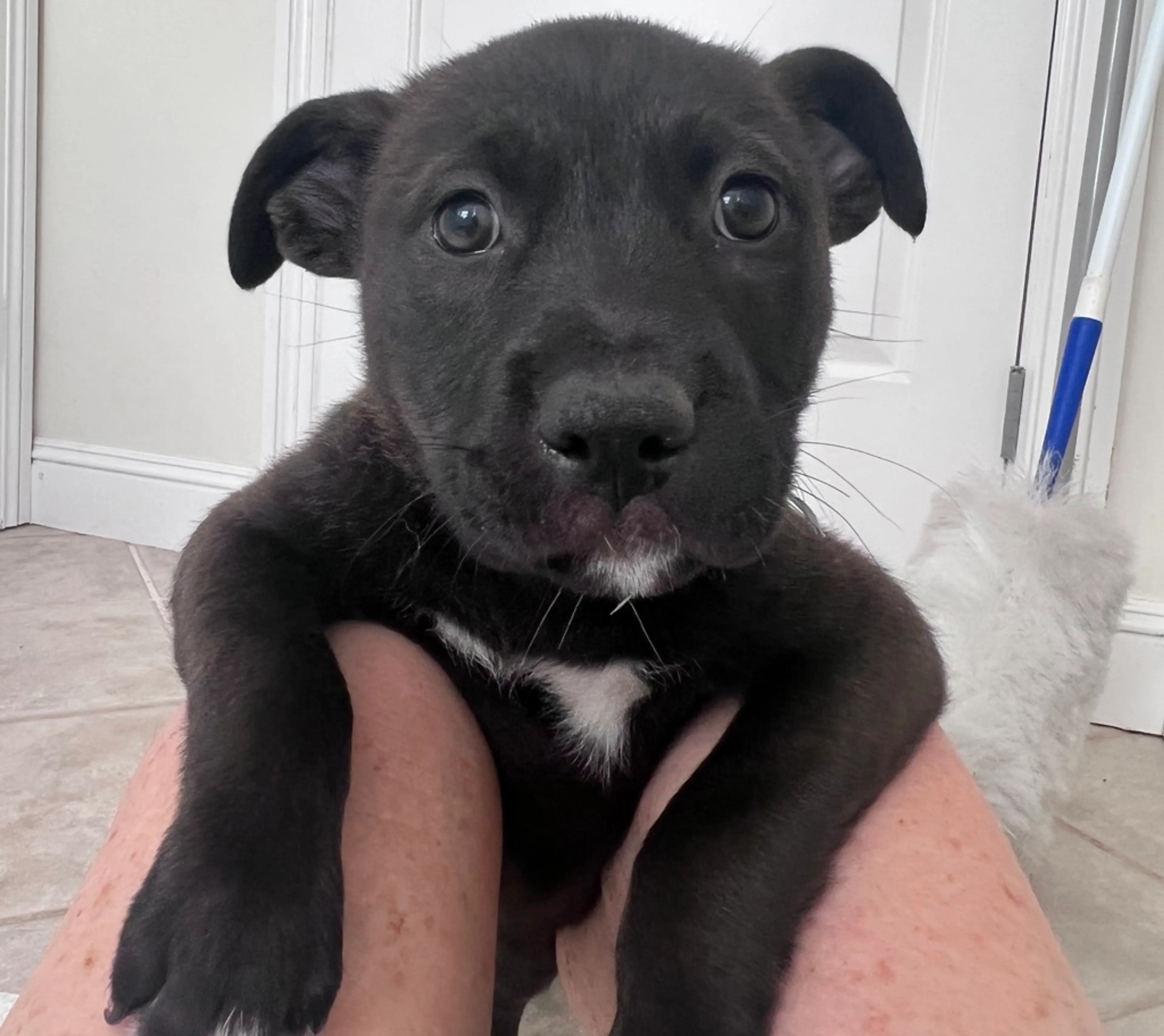cdn image