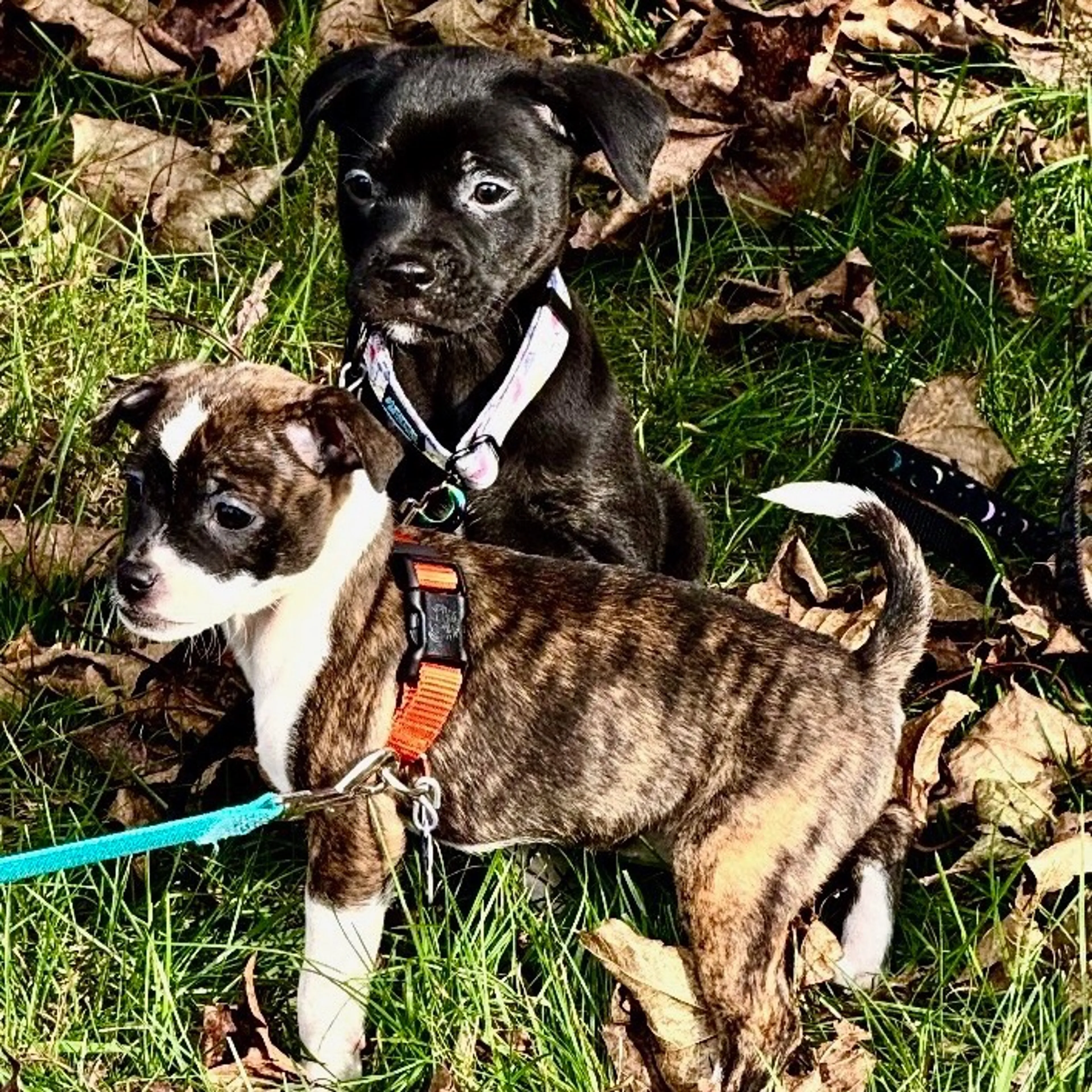 cdn image