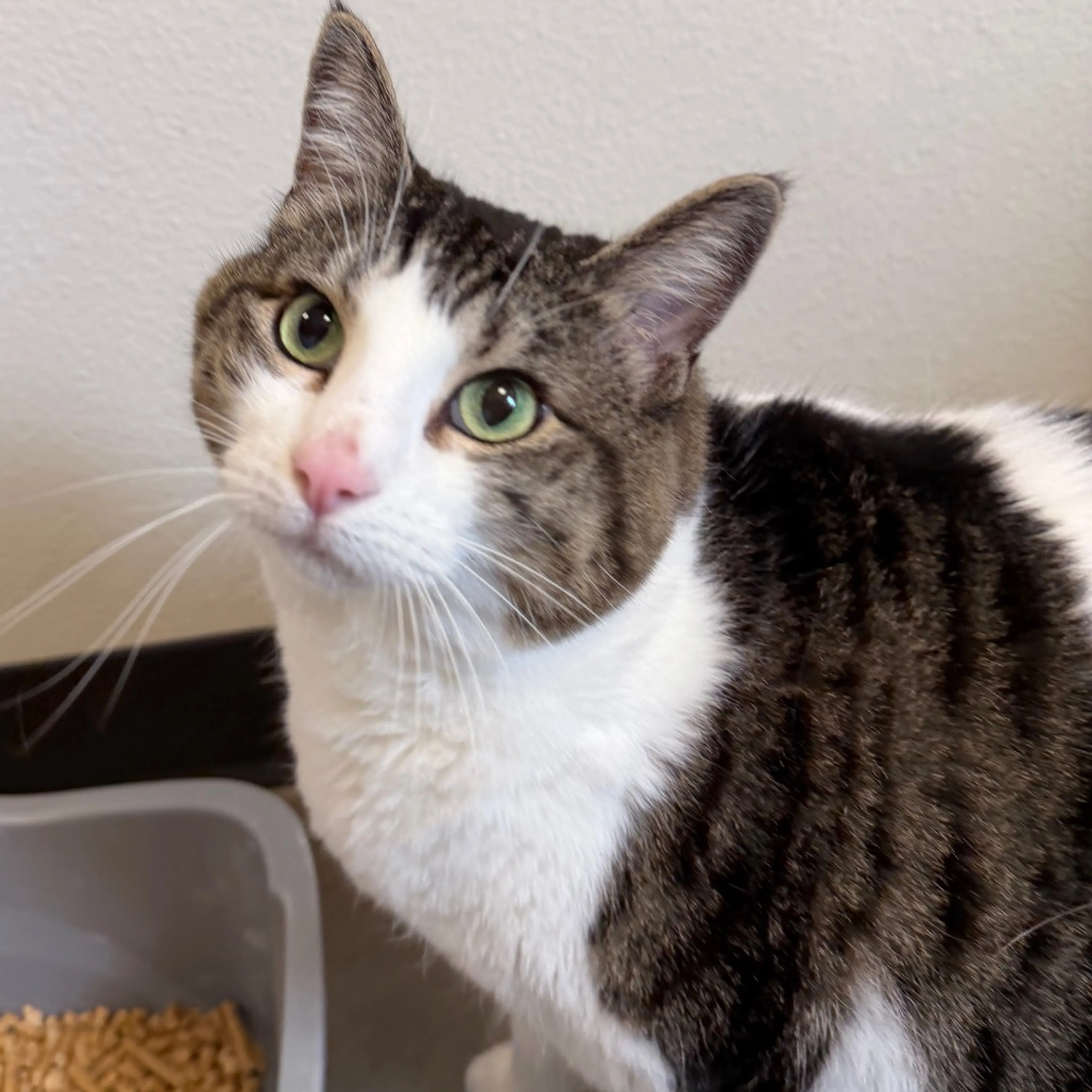 cdn image