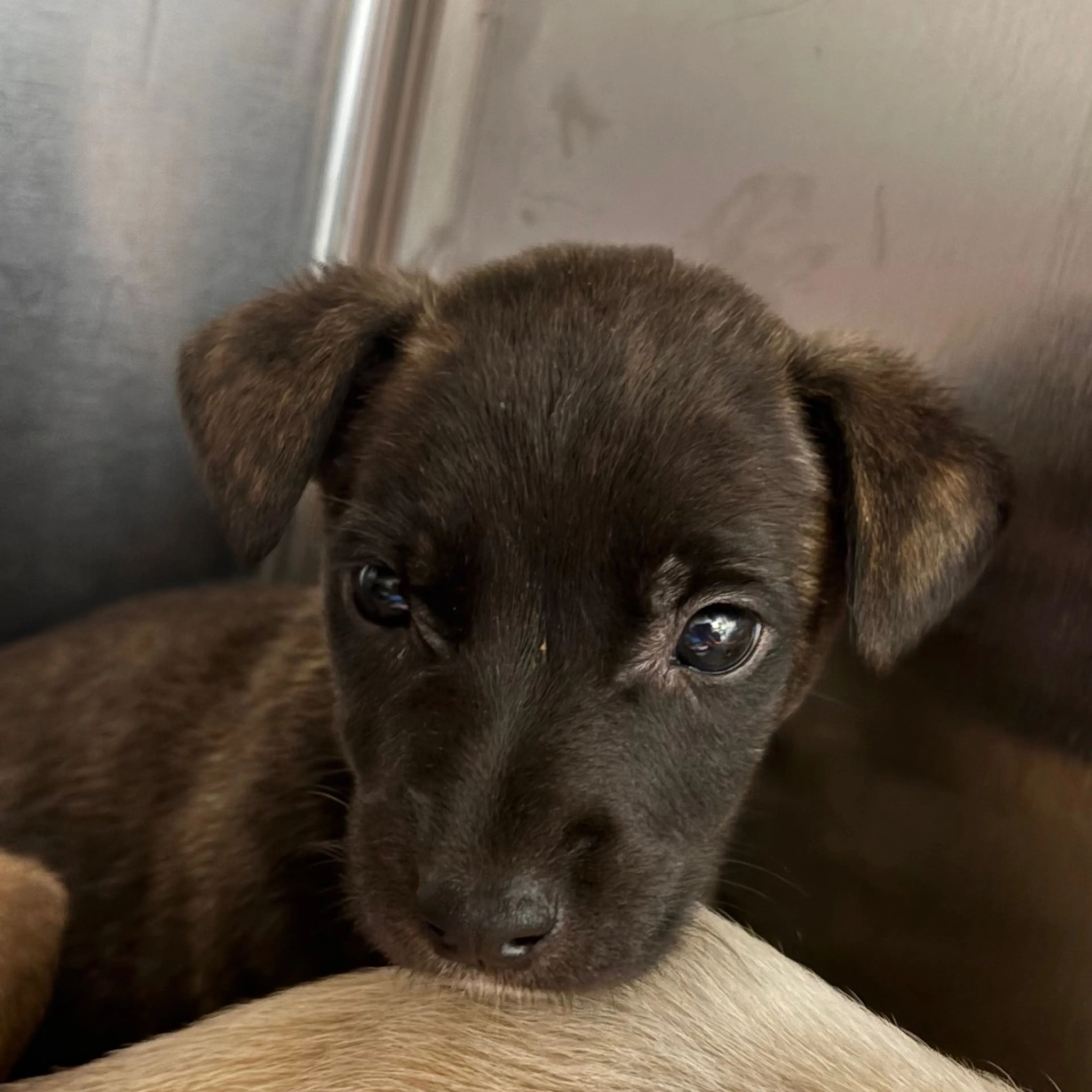 cdn image