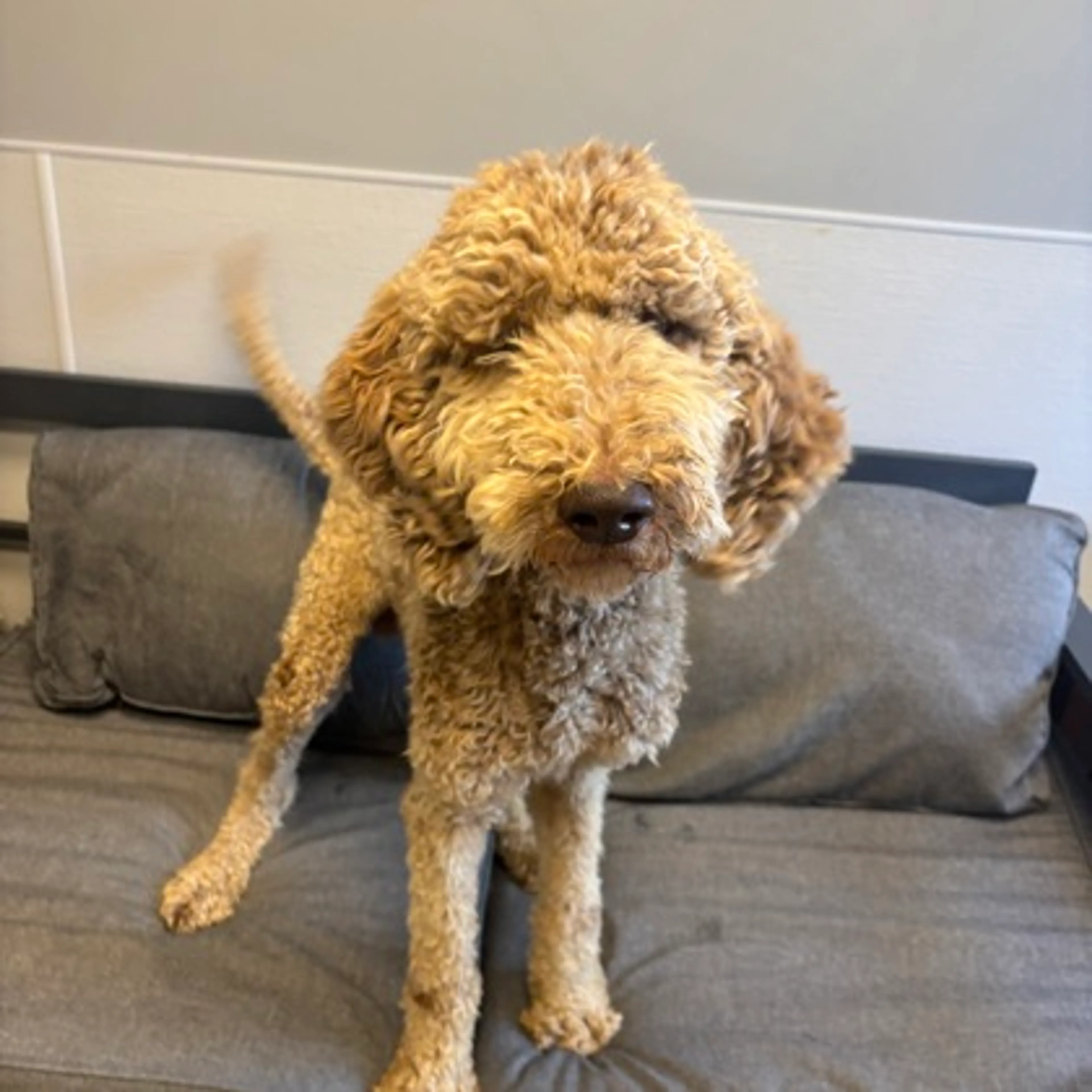 cdn image