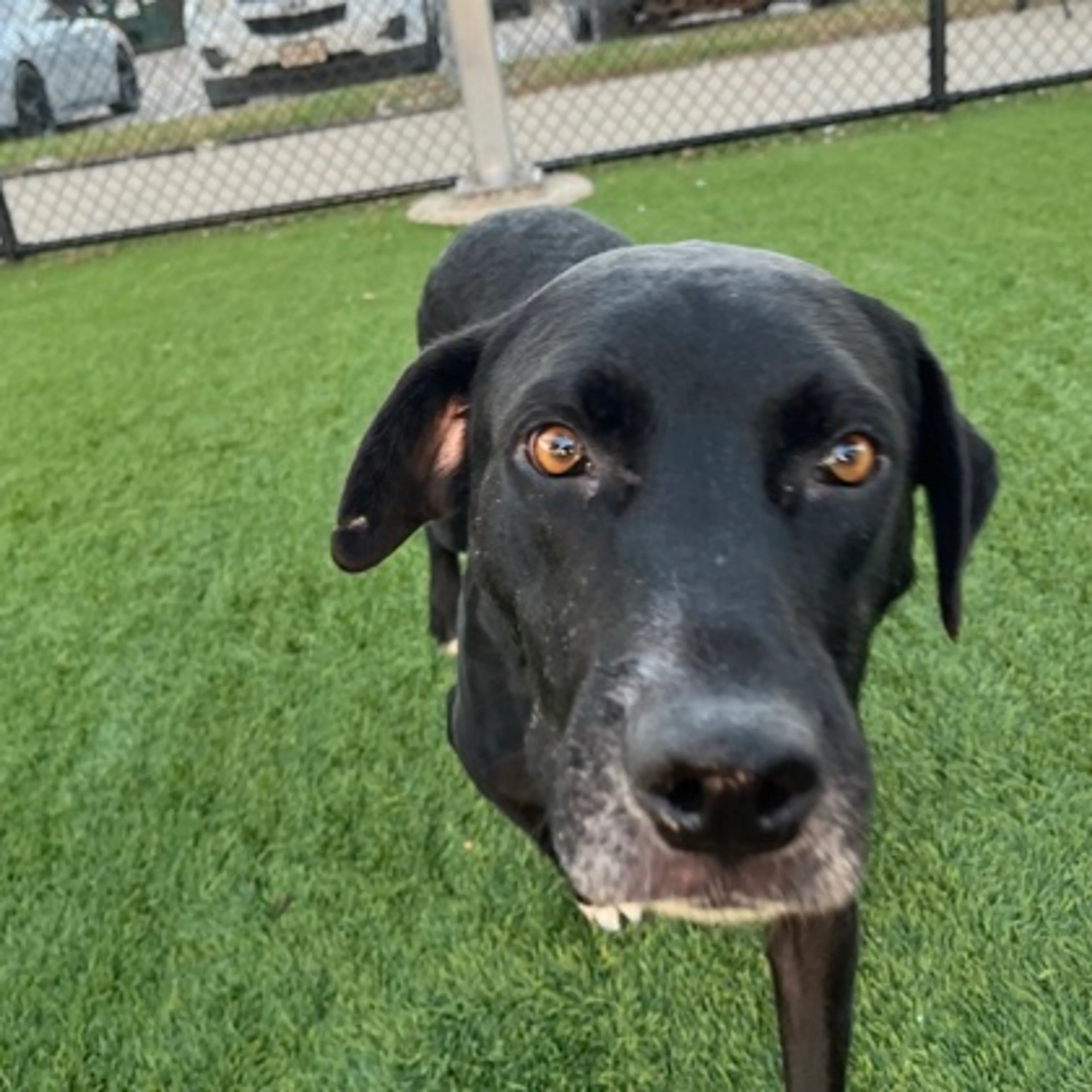 cdn image