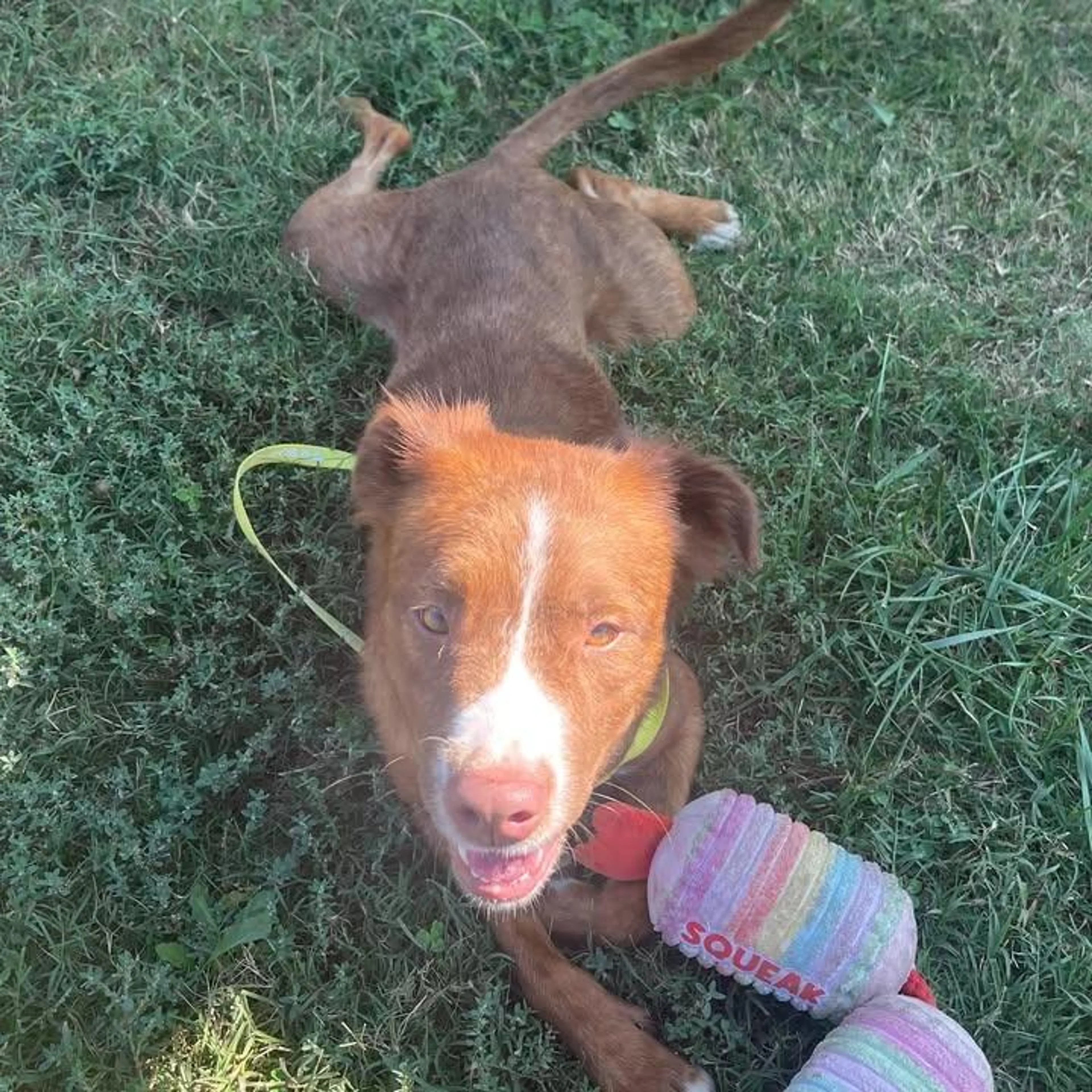 cdn image