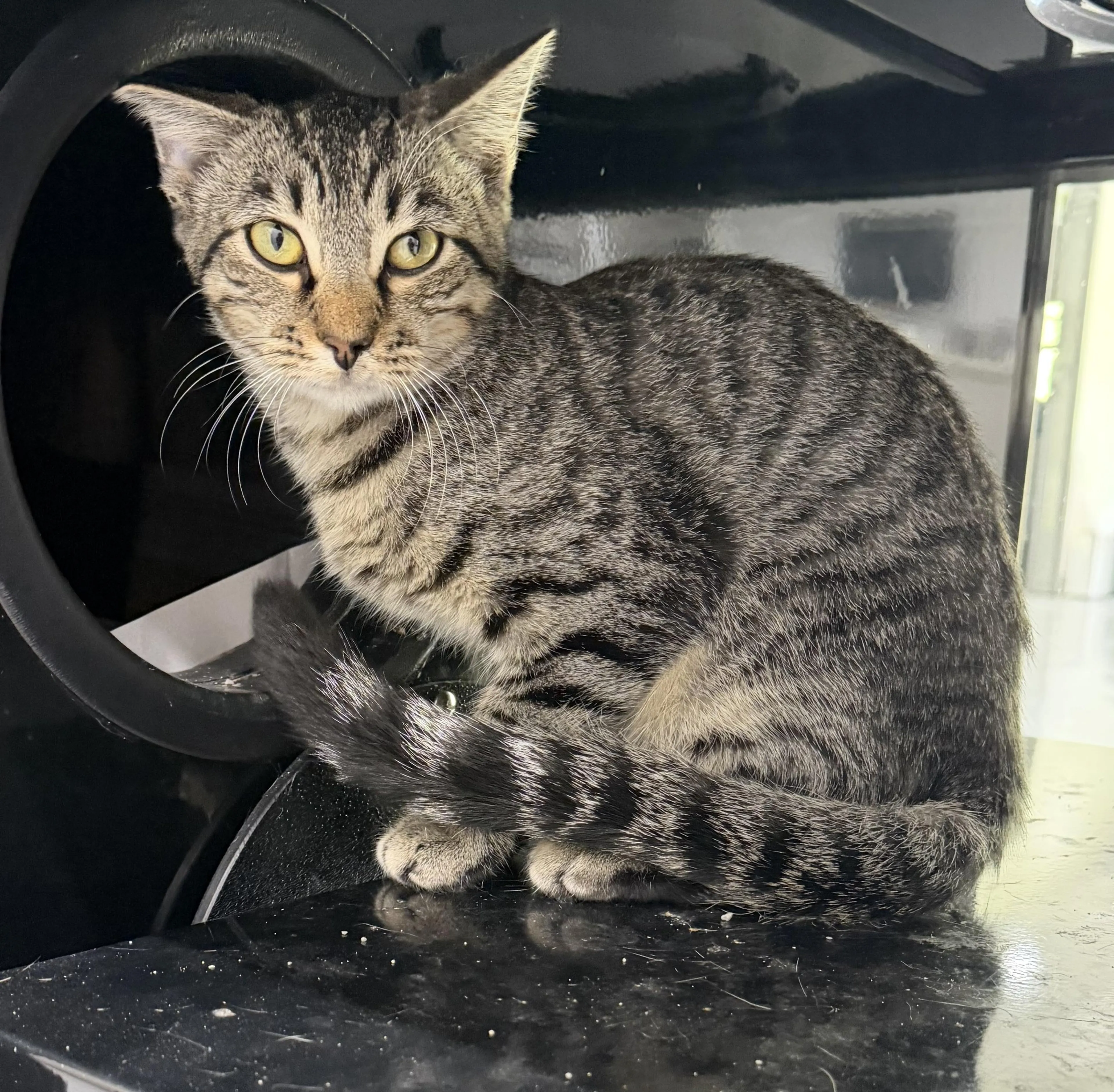 cdn image