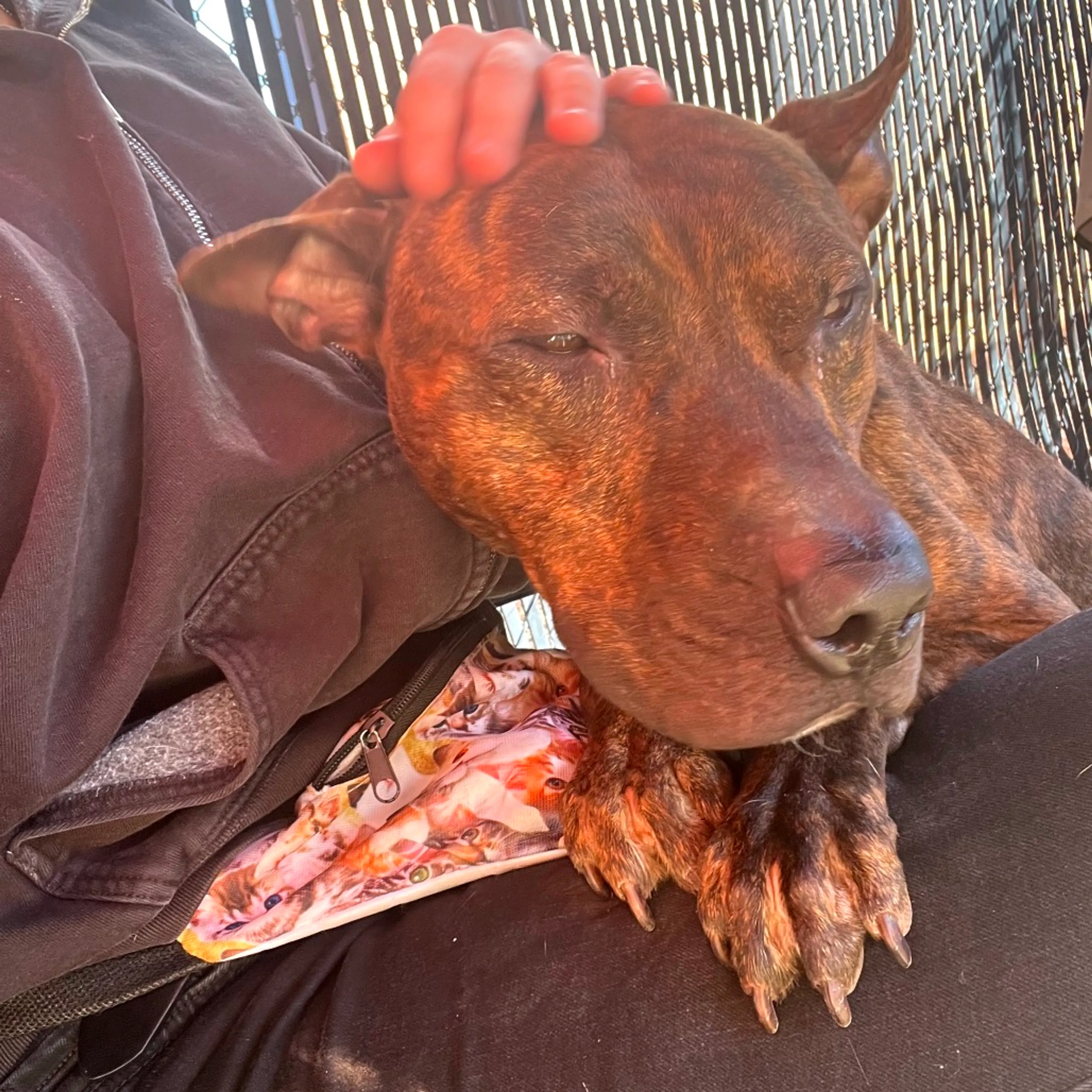 cdn image