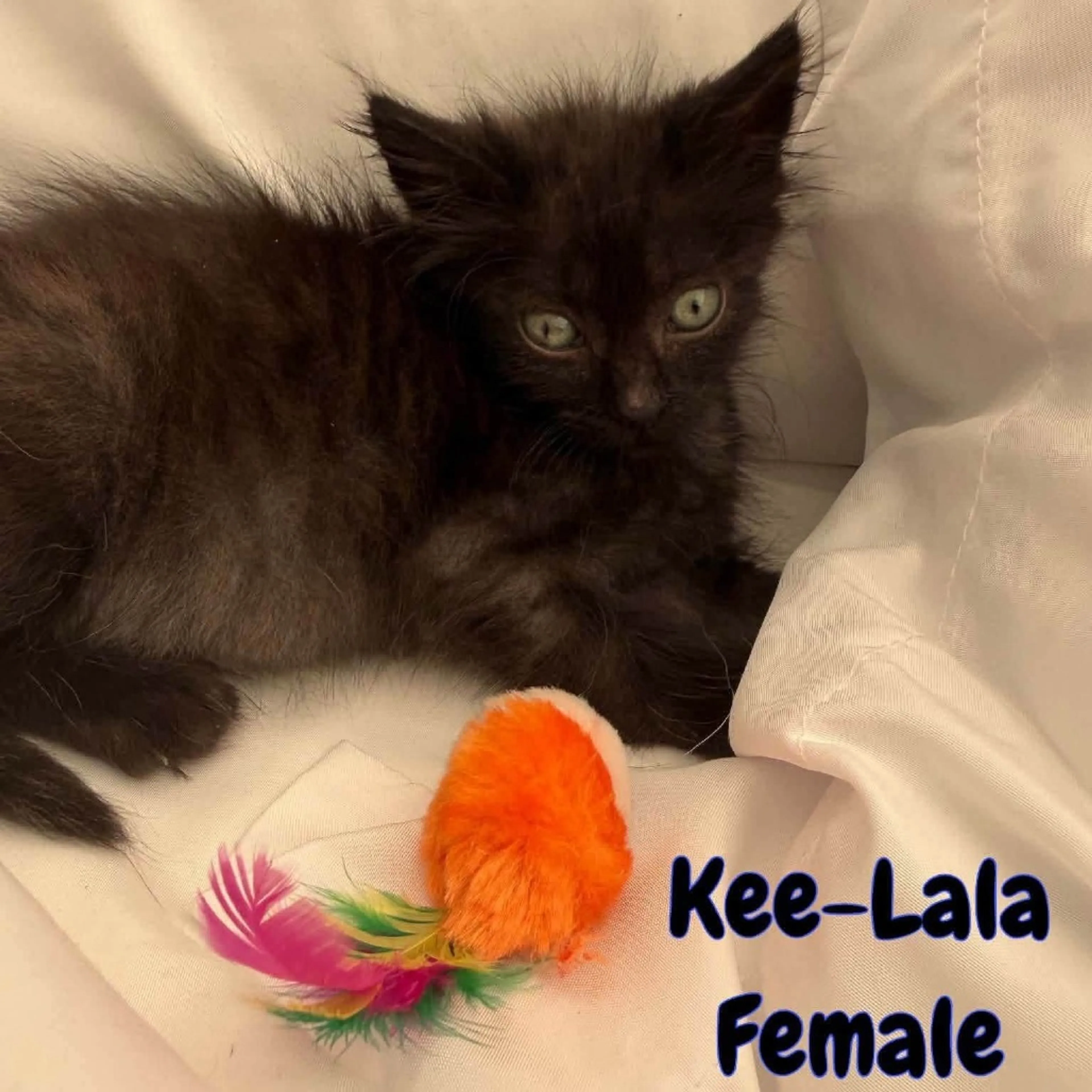cdn image