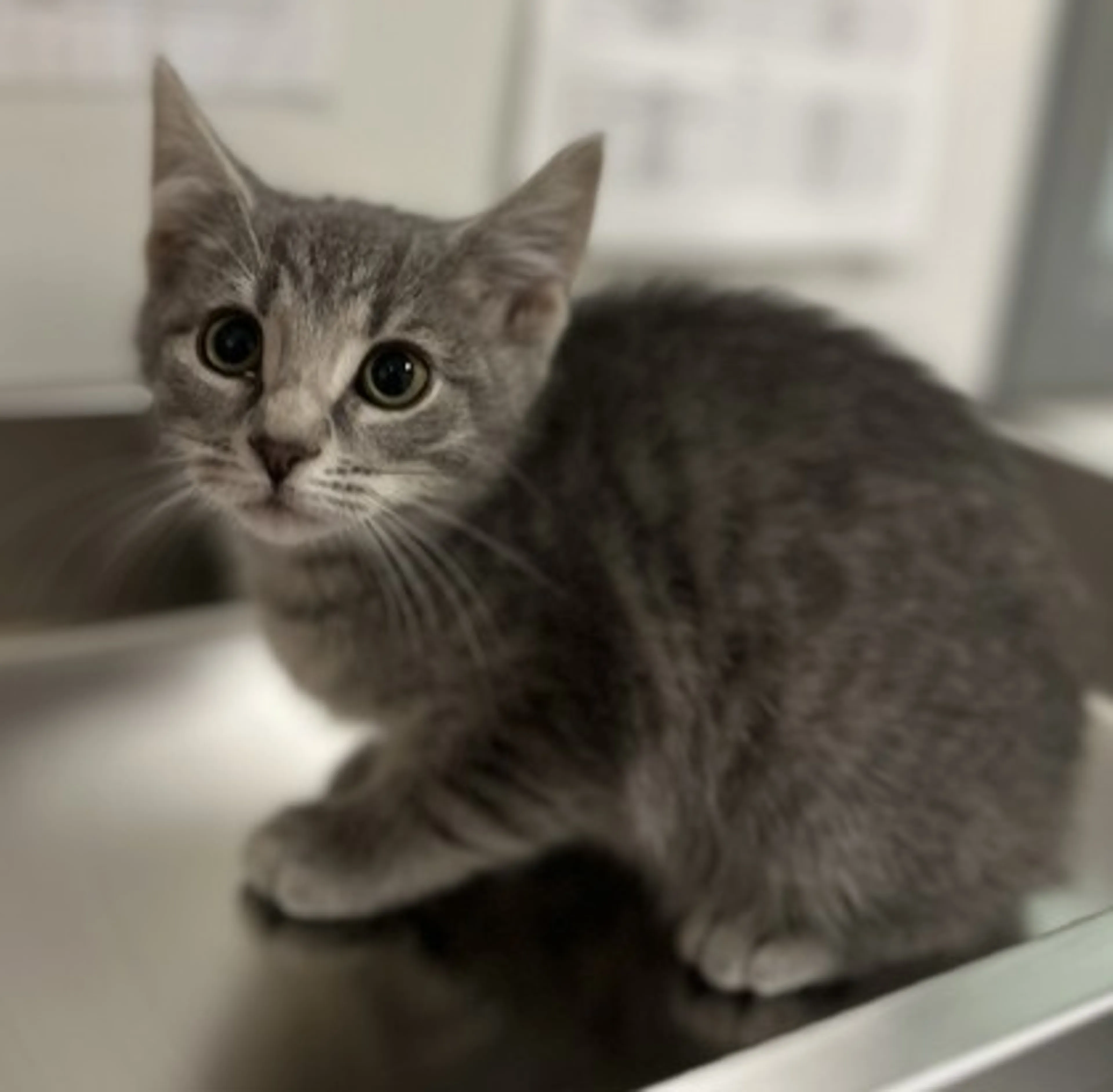 cdn image