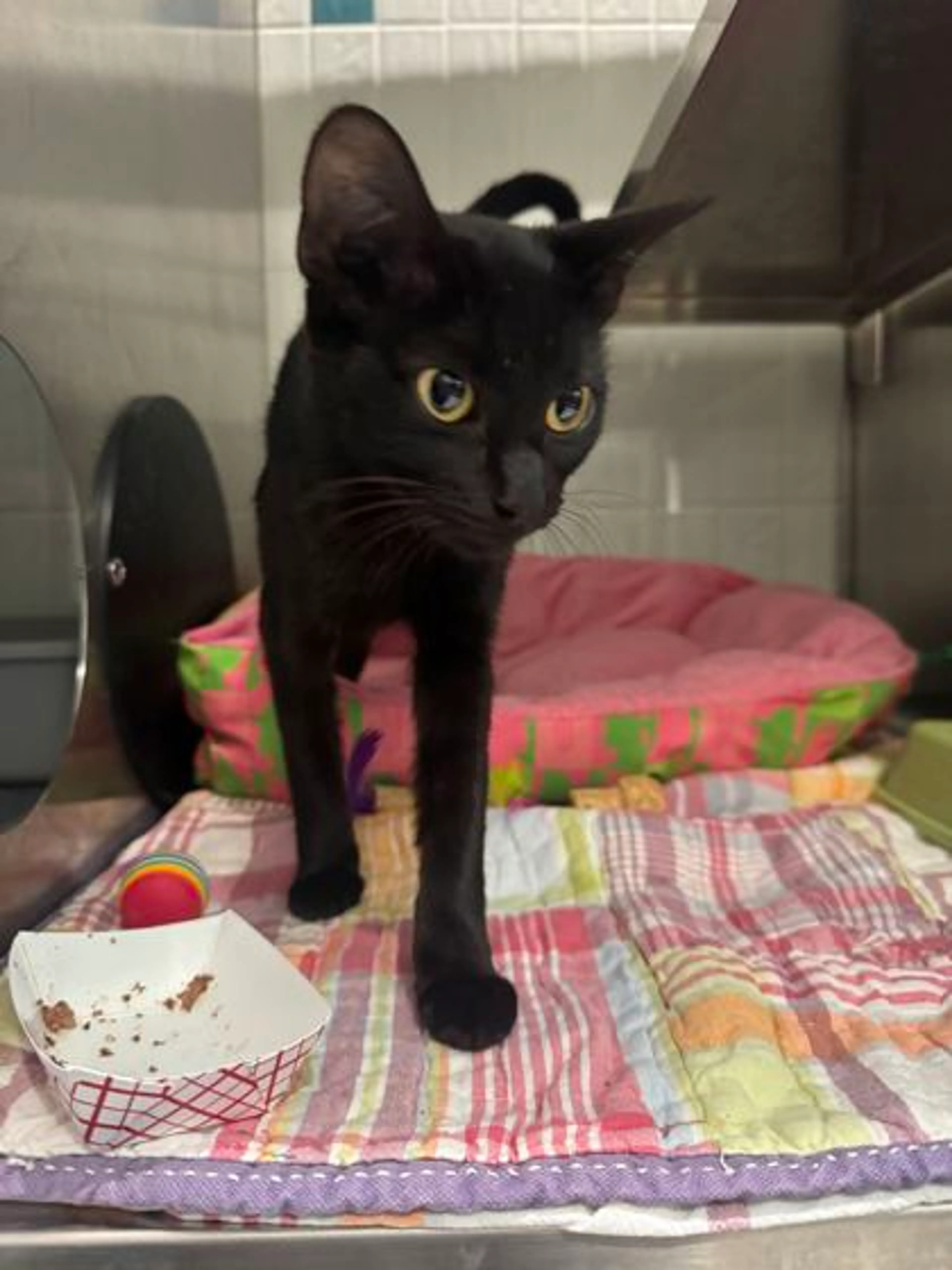 cdn image