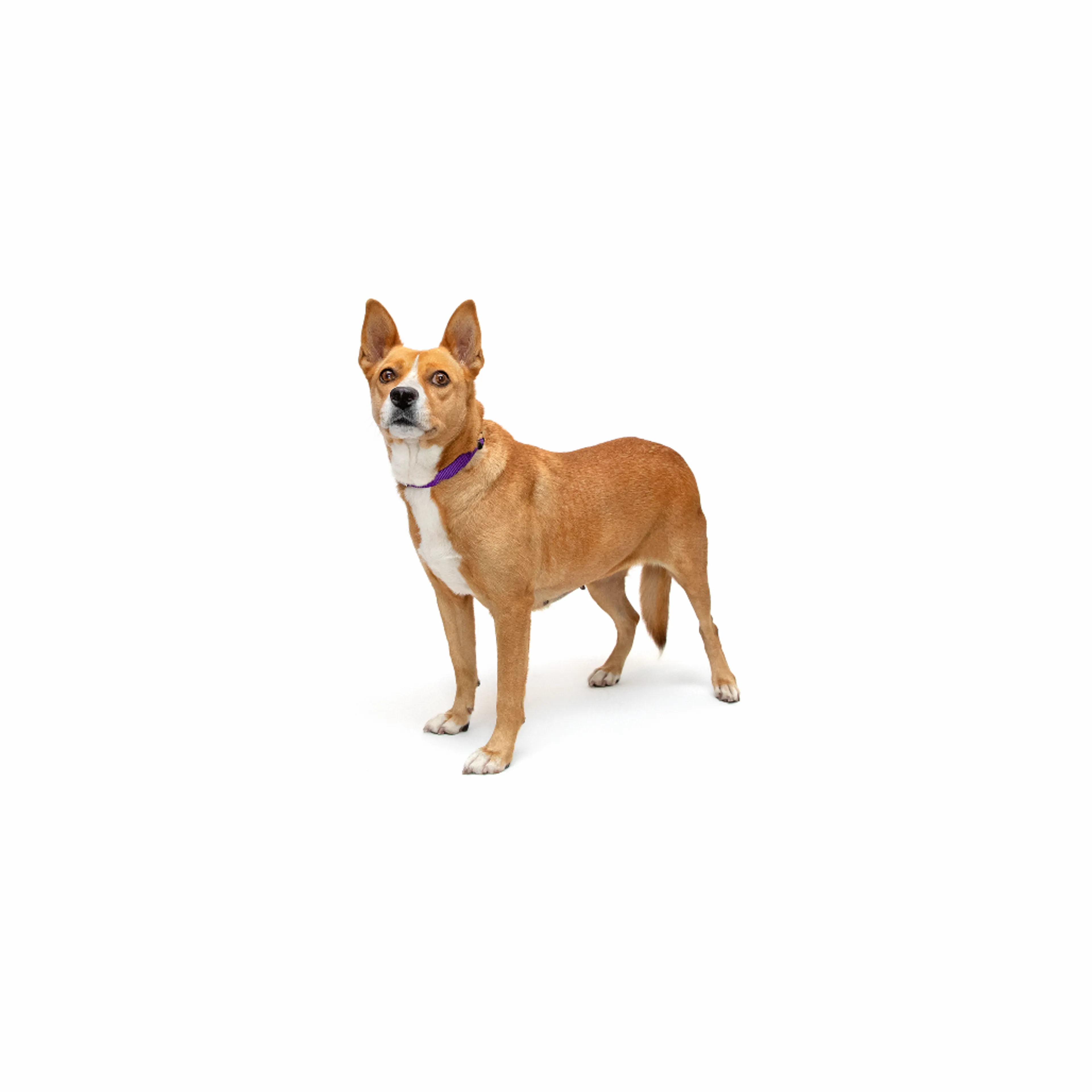 cdn image