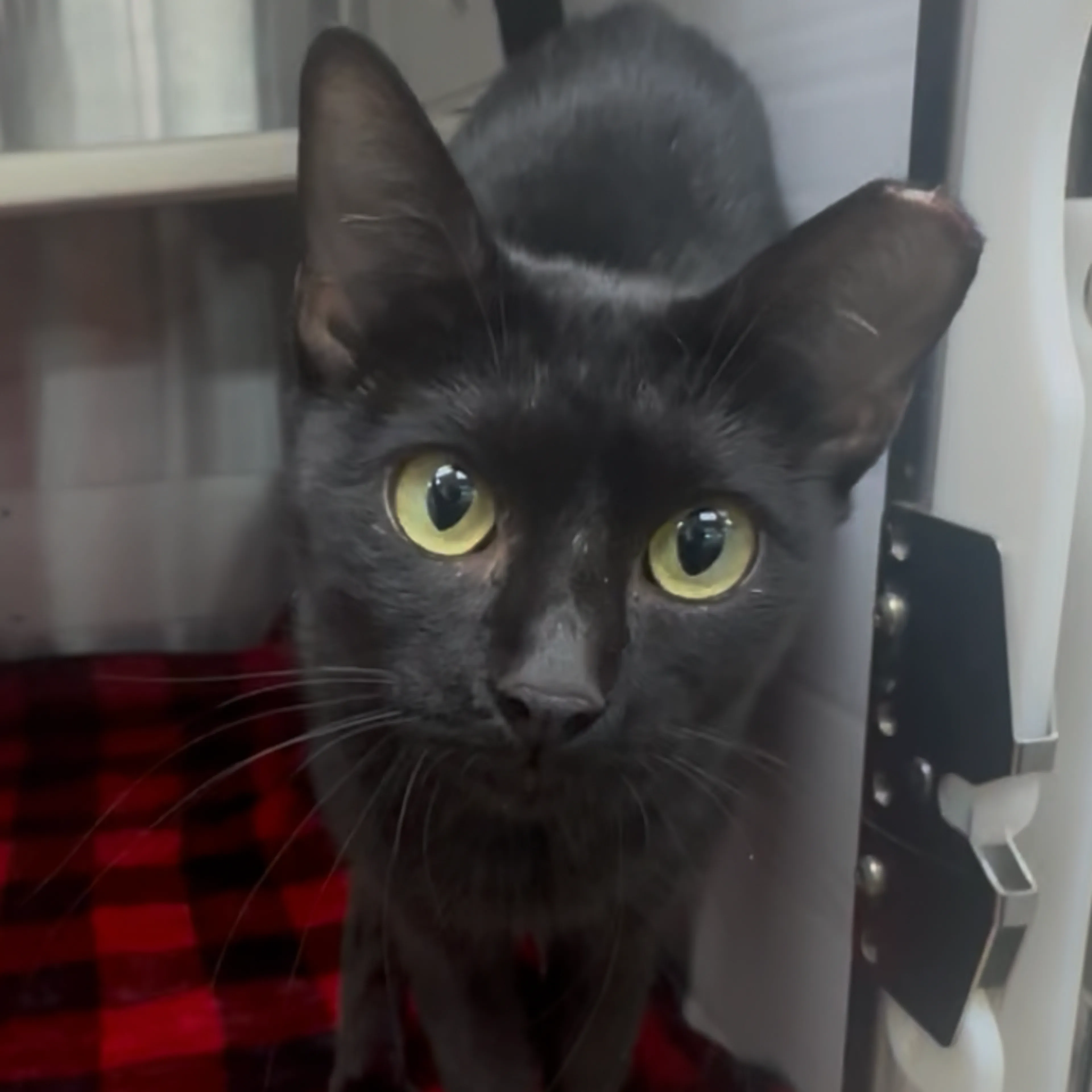 cdn image