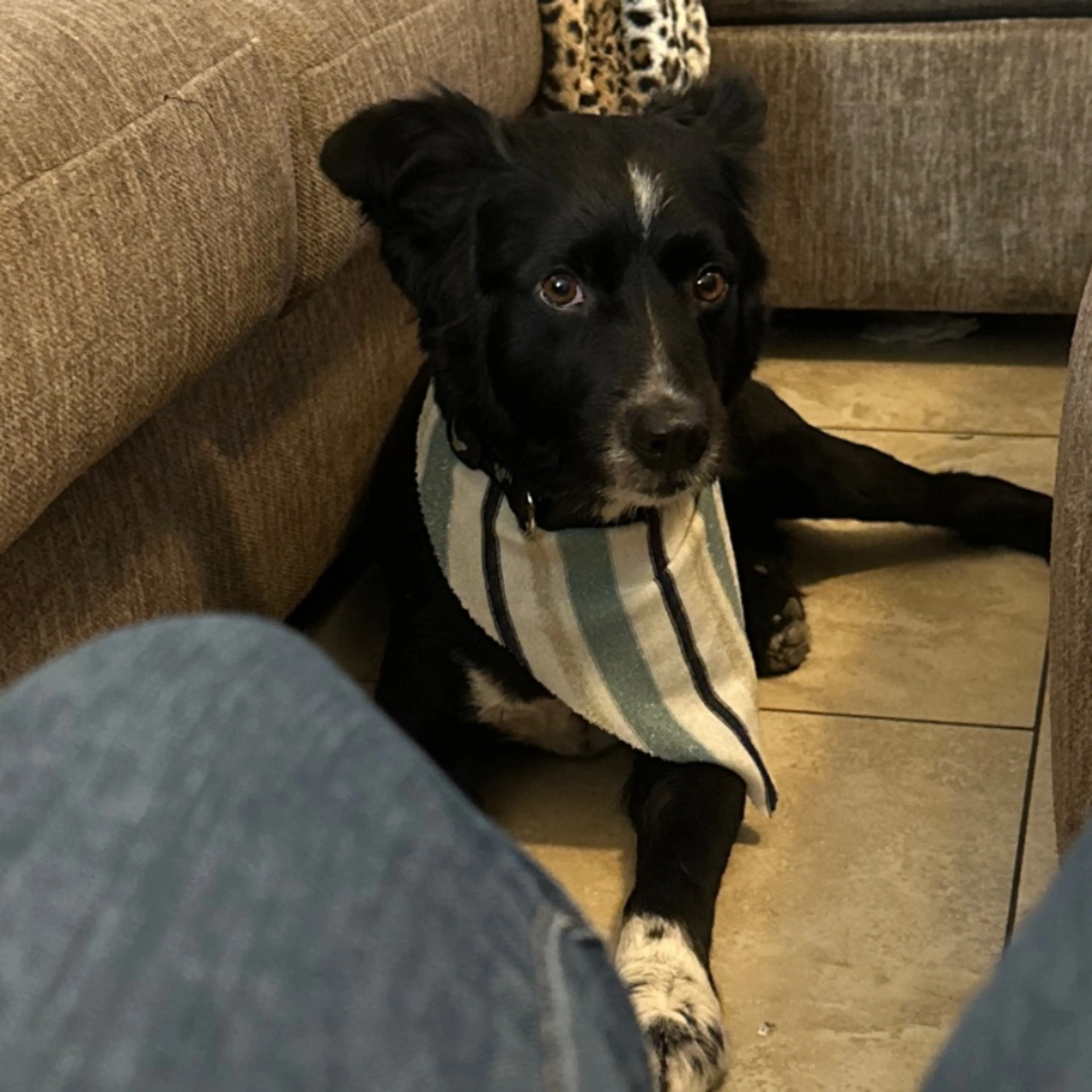 cdn image